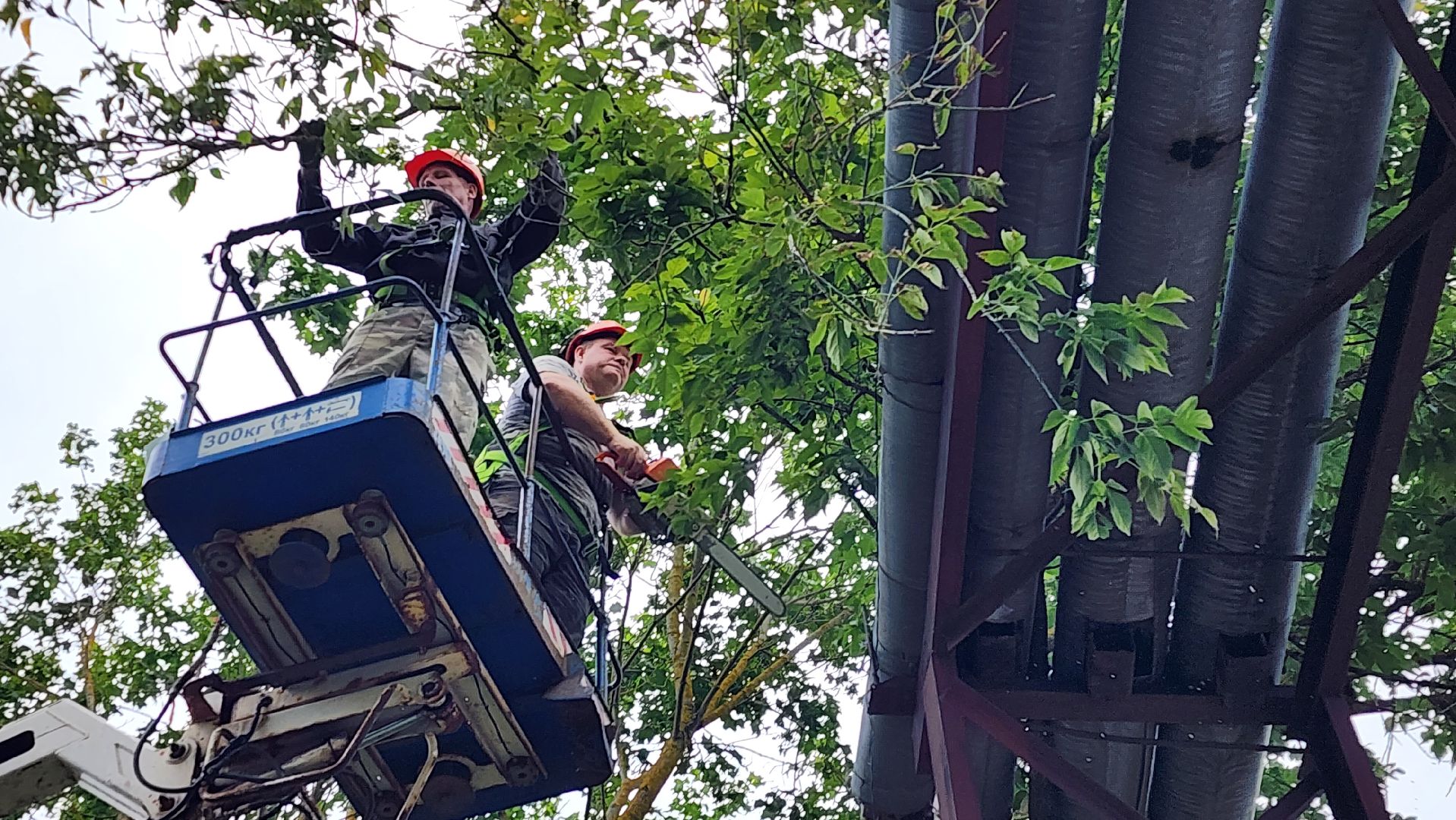 истра, благоустройство, аварийные деревья,