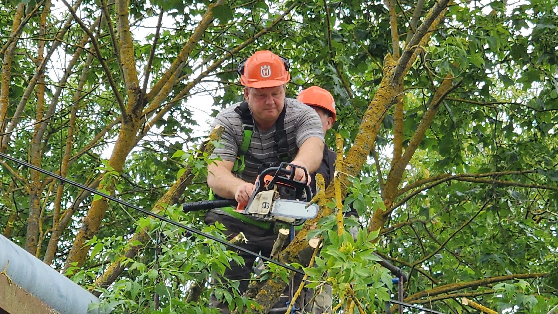истра, благоустройство, аварийные деревья,