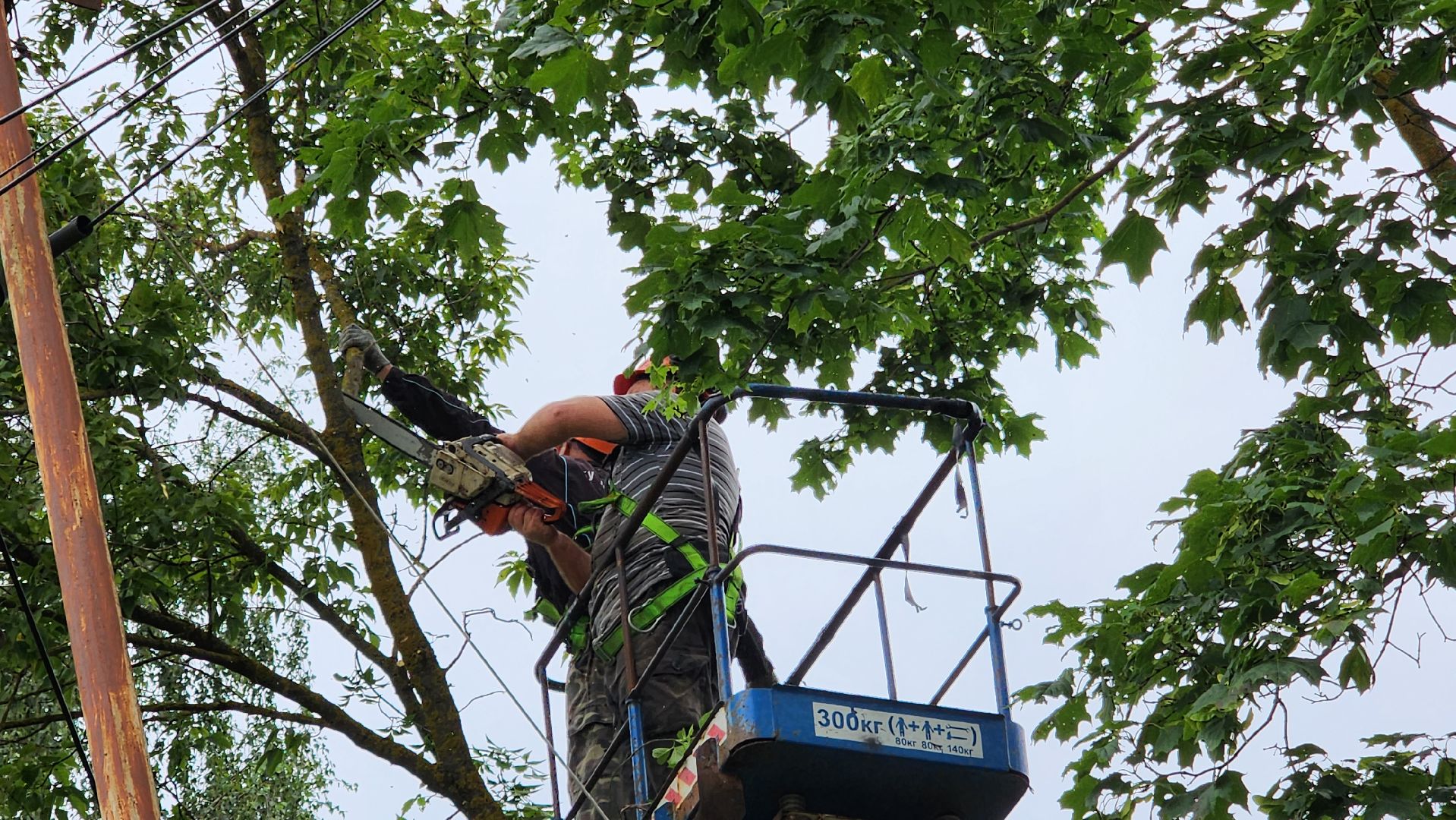 истра, благоустройство, аварийные деревья,