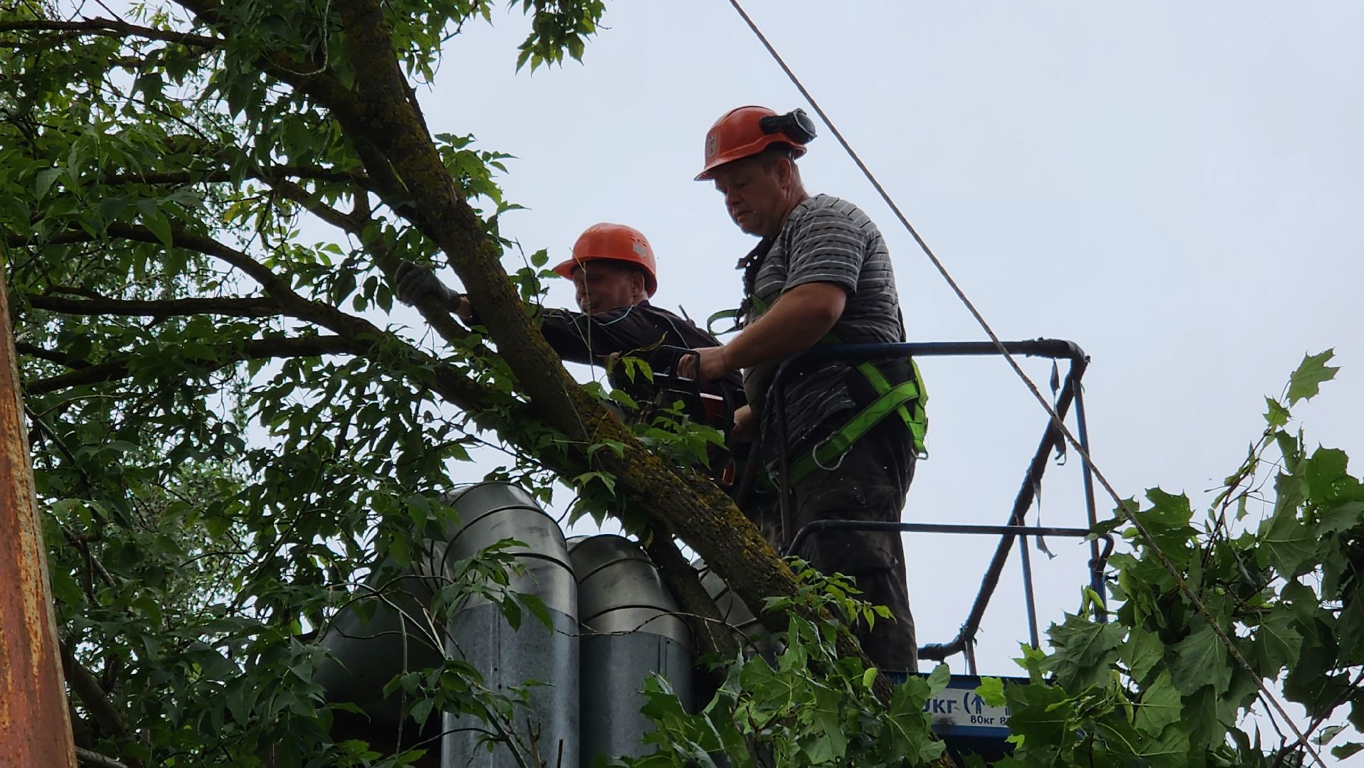 истра, благоустройство, аварийные деревья,