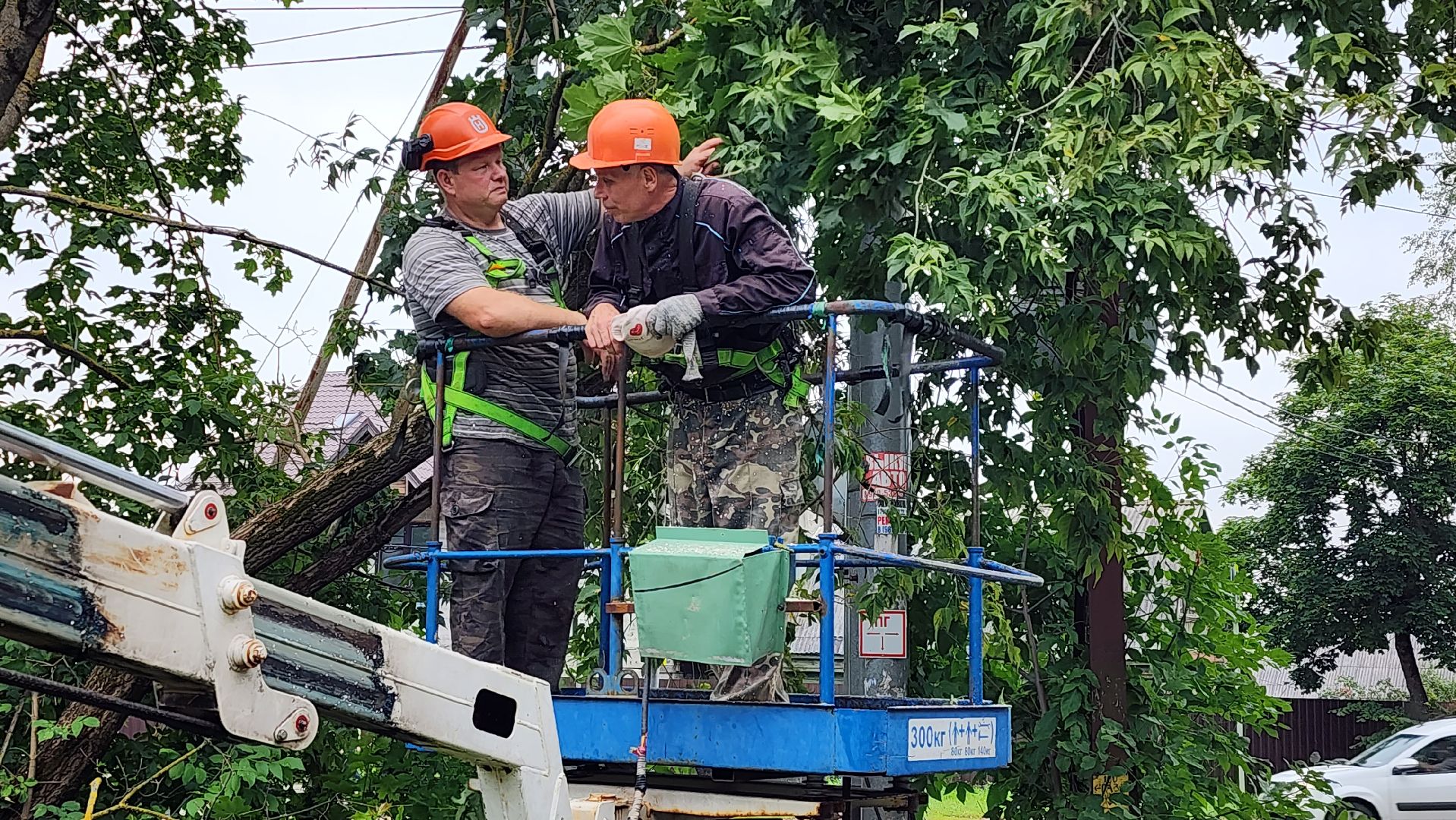 истра, благоустройство, аварийные деревья,
