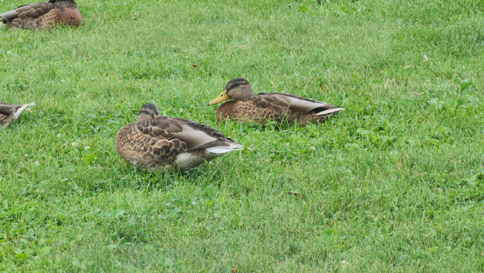 щёлково,  благоустройство, голосование жителей,