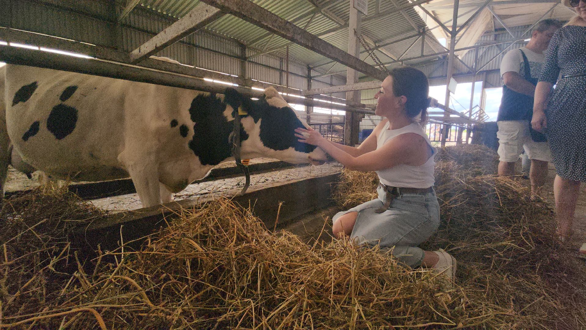 Истра, Фестиваль сыра, Ферма,