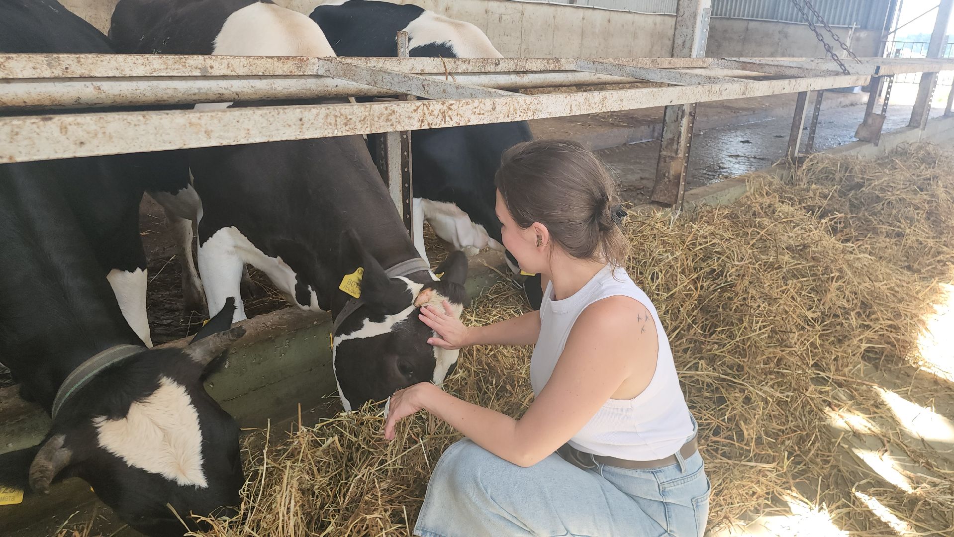 Истра, Фестиваль сыра, Ферма,