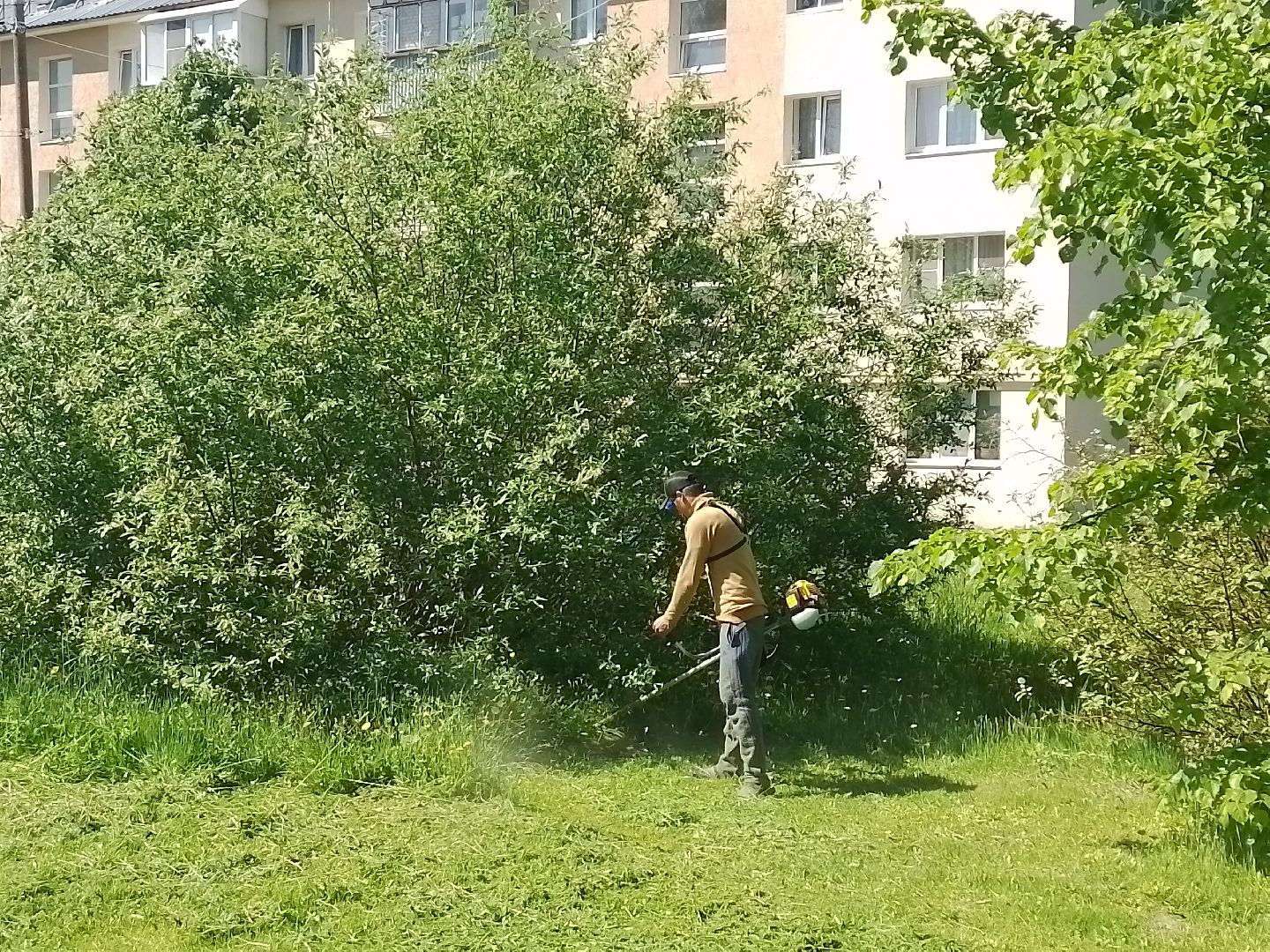 городской округ восход, благоустройство, покос травы, газон,