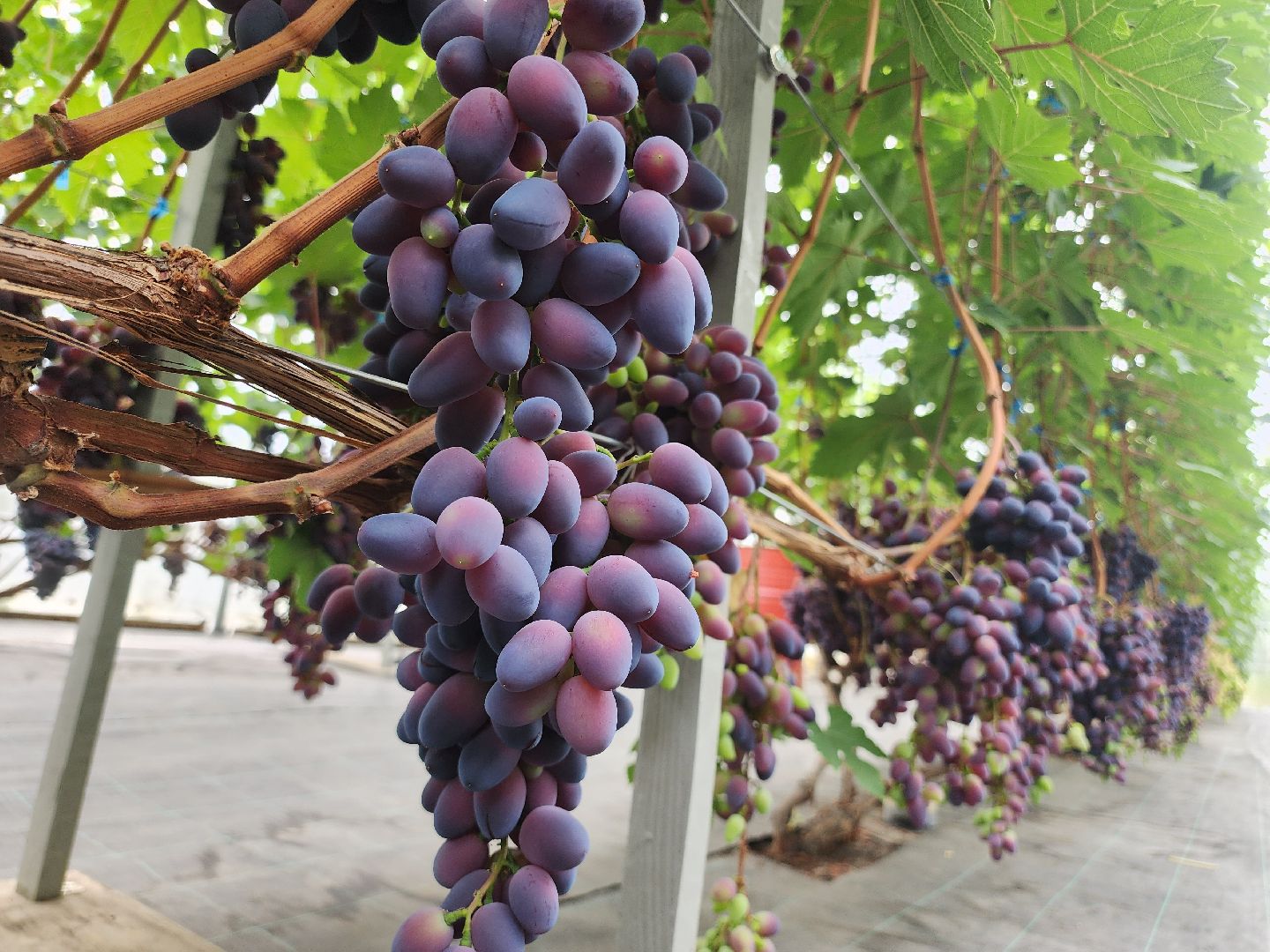 Егорьевск , Подмосковье , Московская область ,