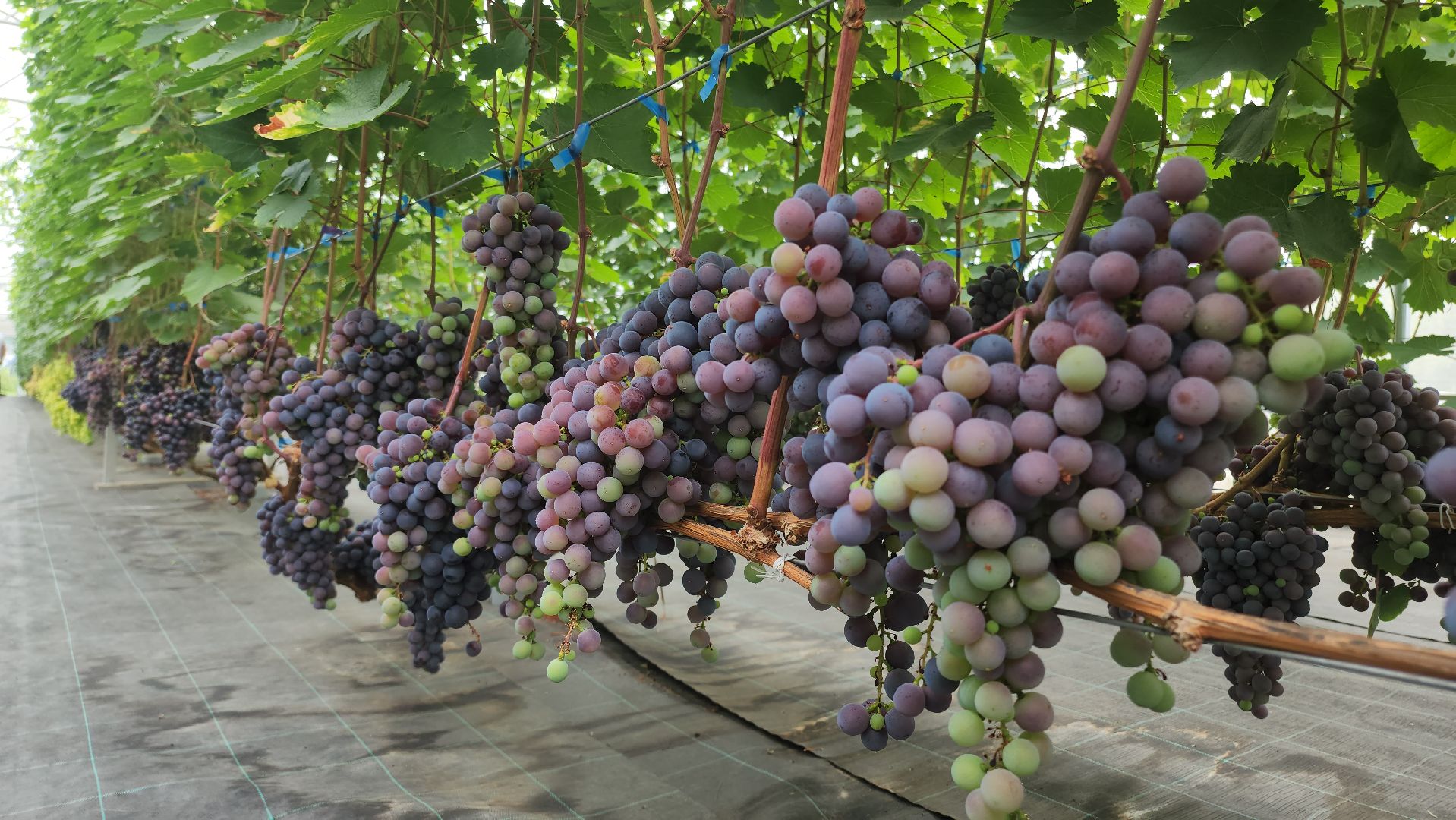 Егорьевск , Подмосковье , Московская область ,