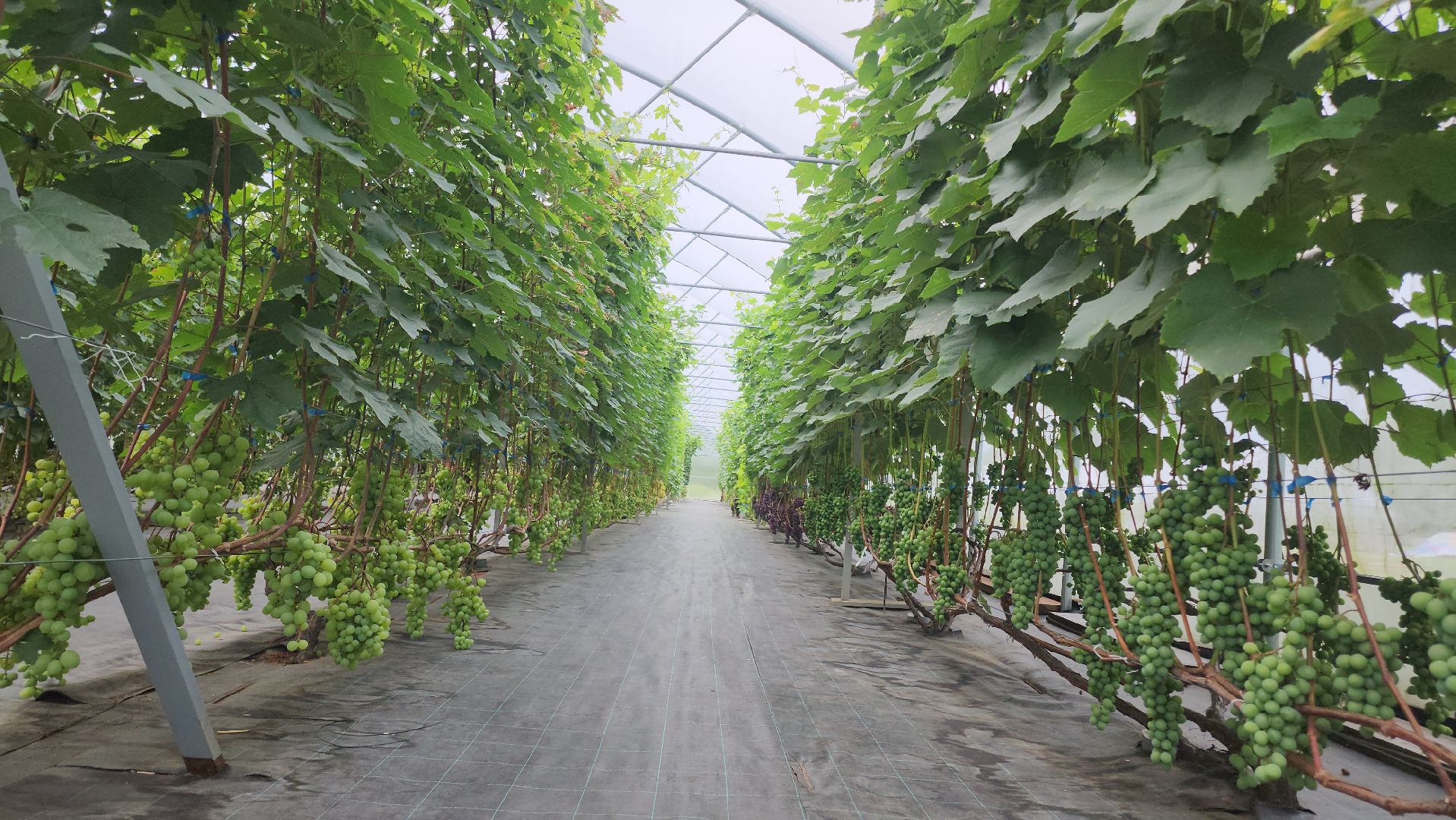 Егорьевск , Подмосковье , Московская область ,