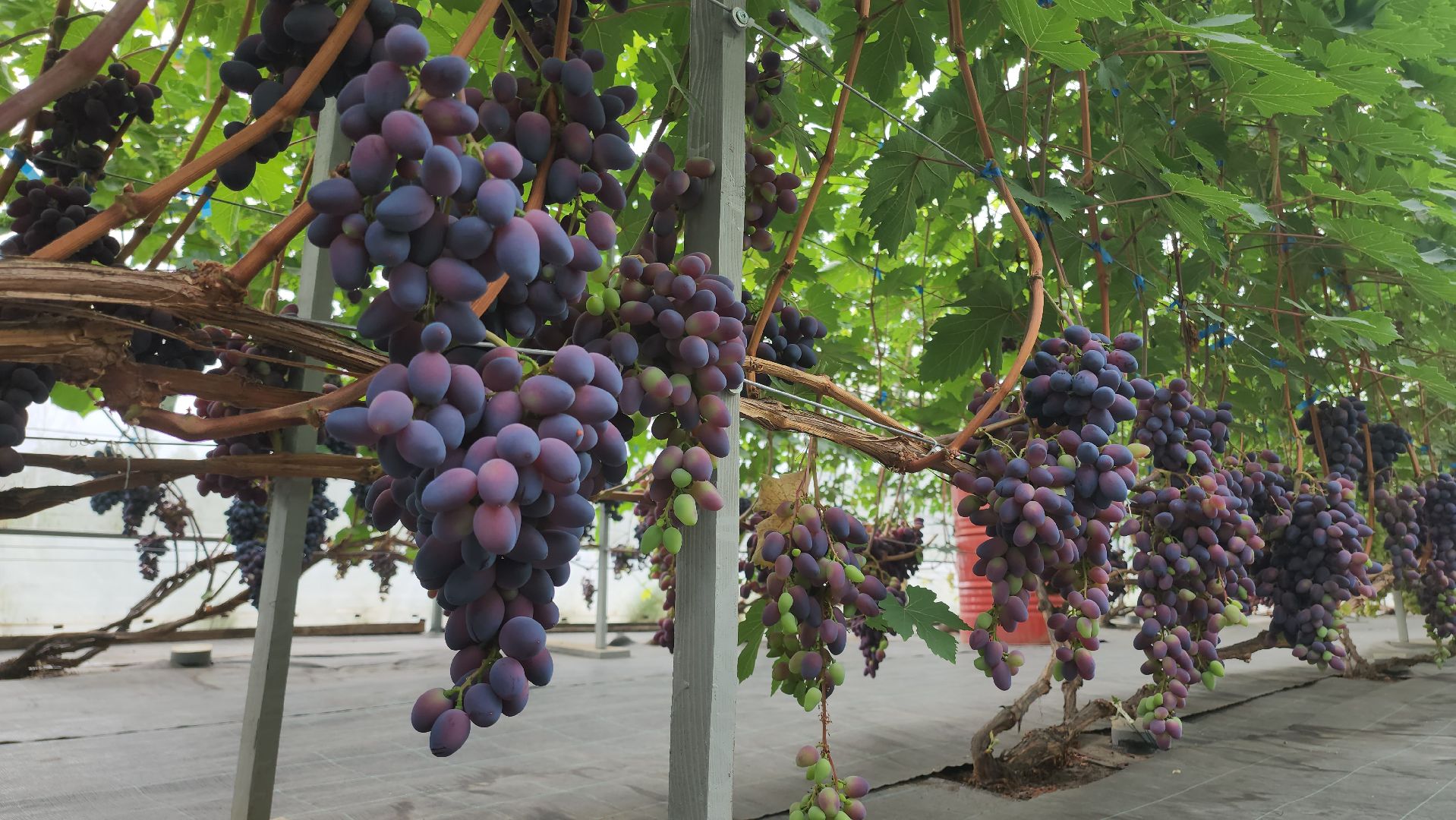 Егорьевск , Подмосковье , Московская область ,