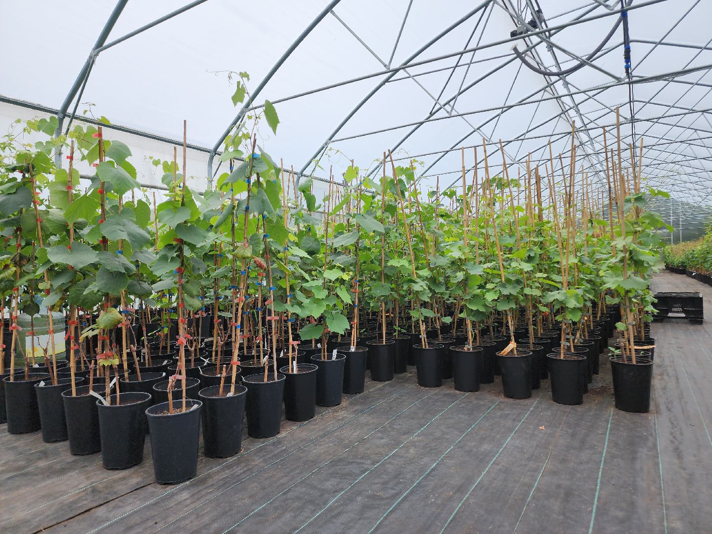 Егорьевск , Подмосковье , Московская область ,