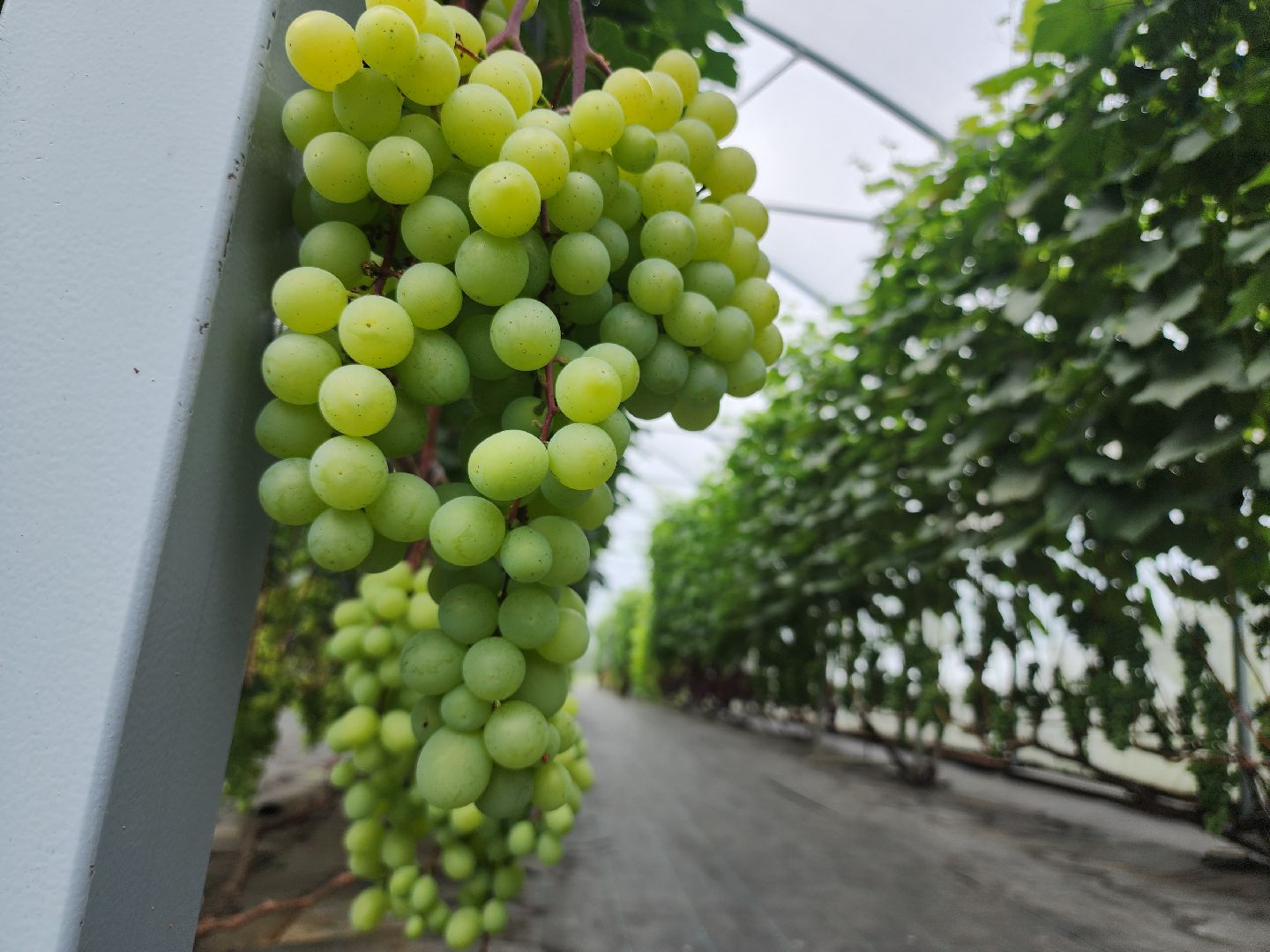 Егорьевск , Подмосковье , Московская область ,