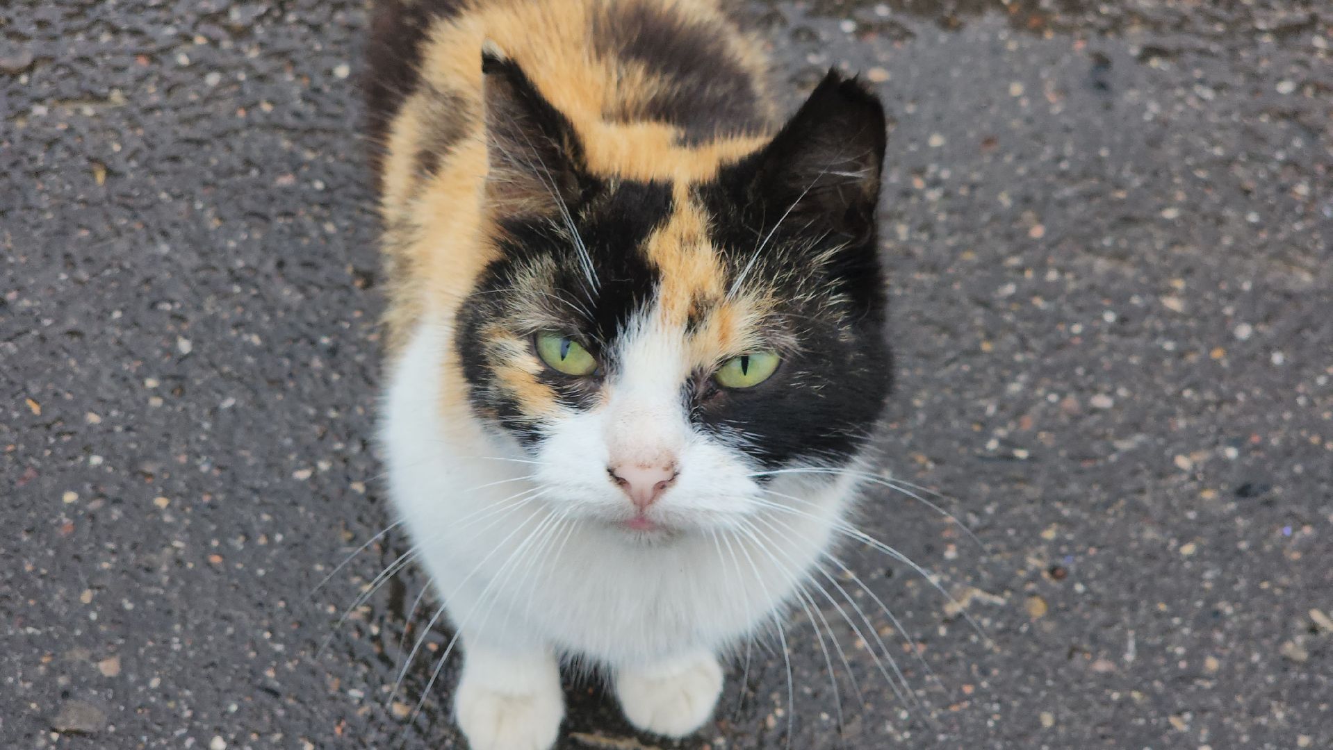 щёлково, ремонт подъезда, покраска стен,