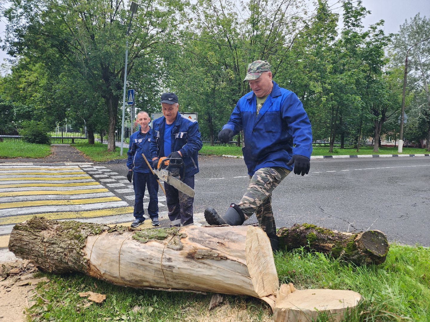 фрязино, удаление аварийных деревьев, сухостой,