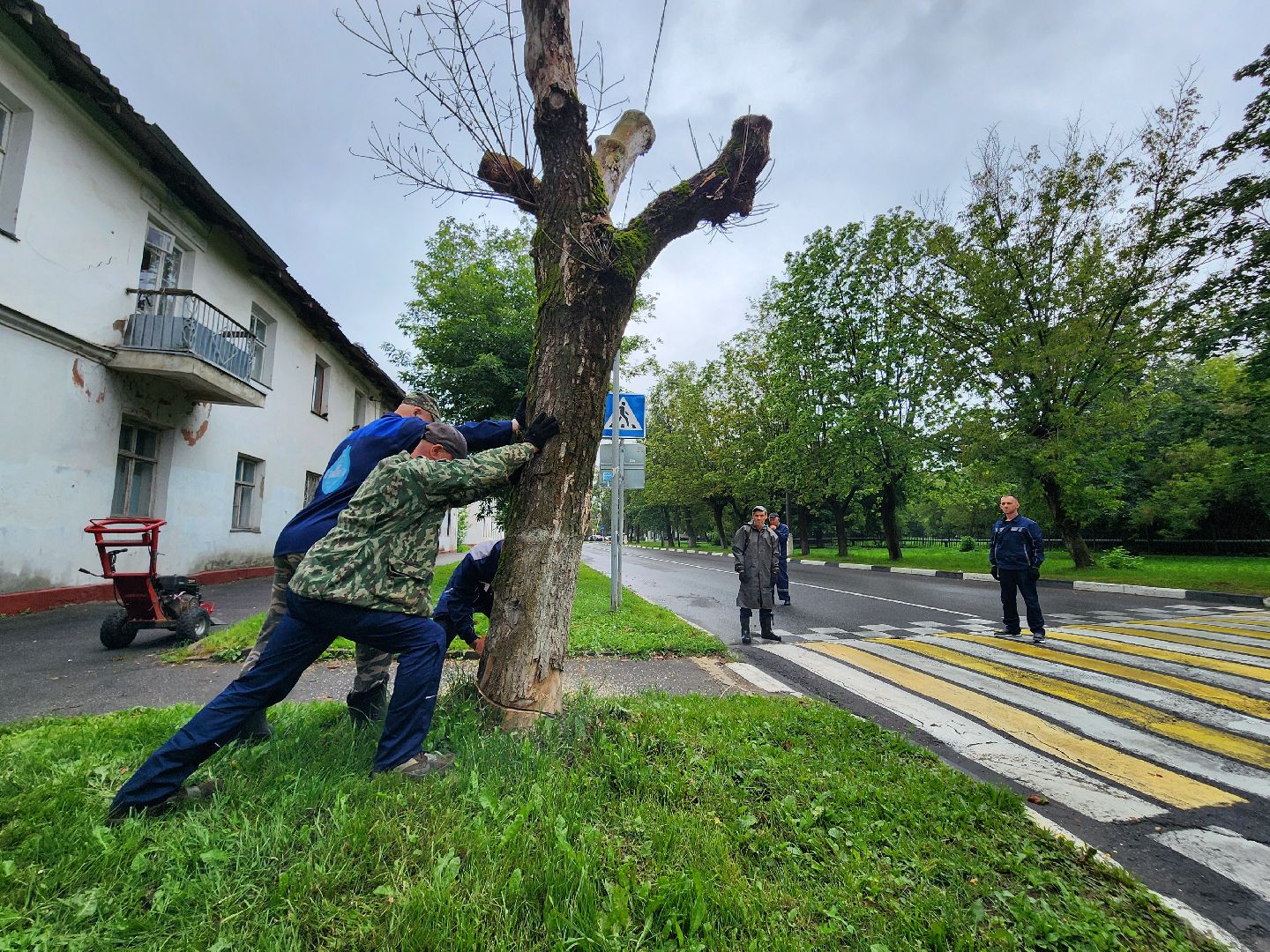 фрязино, удаление аварийных деревьев, сухостой,