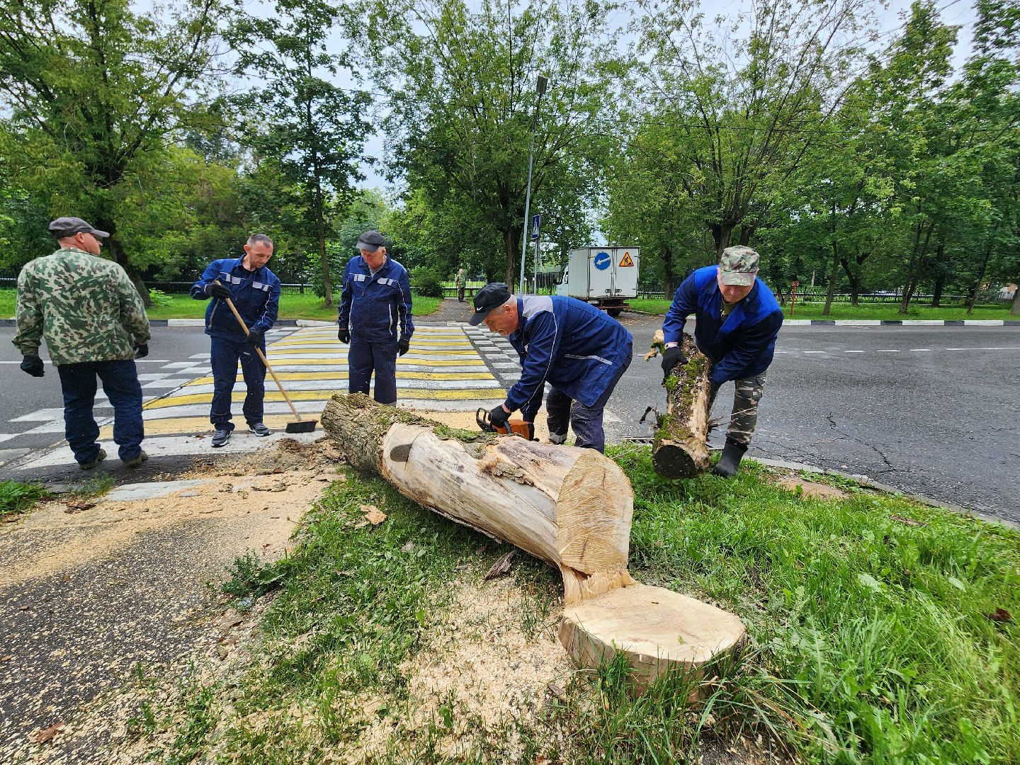 фрязино, удаление аварийных деревьев, сухостой,