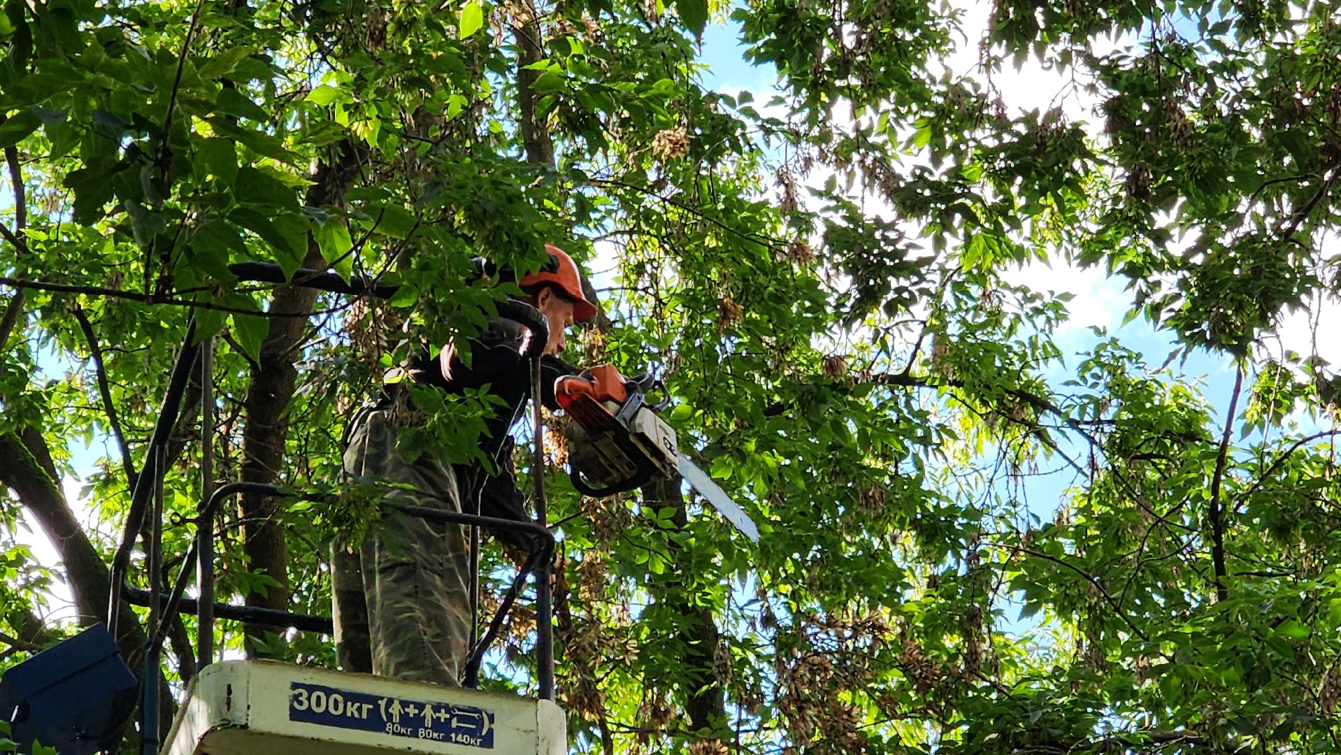 истра, благоустройство, обрезка веток,