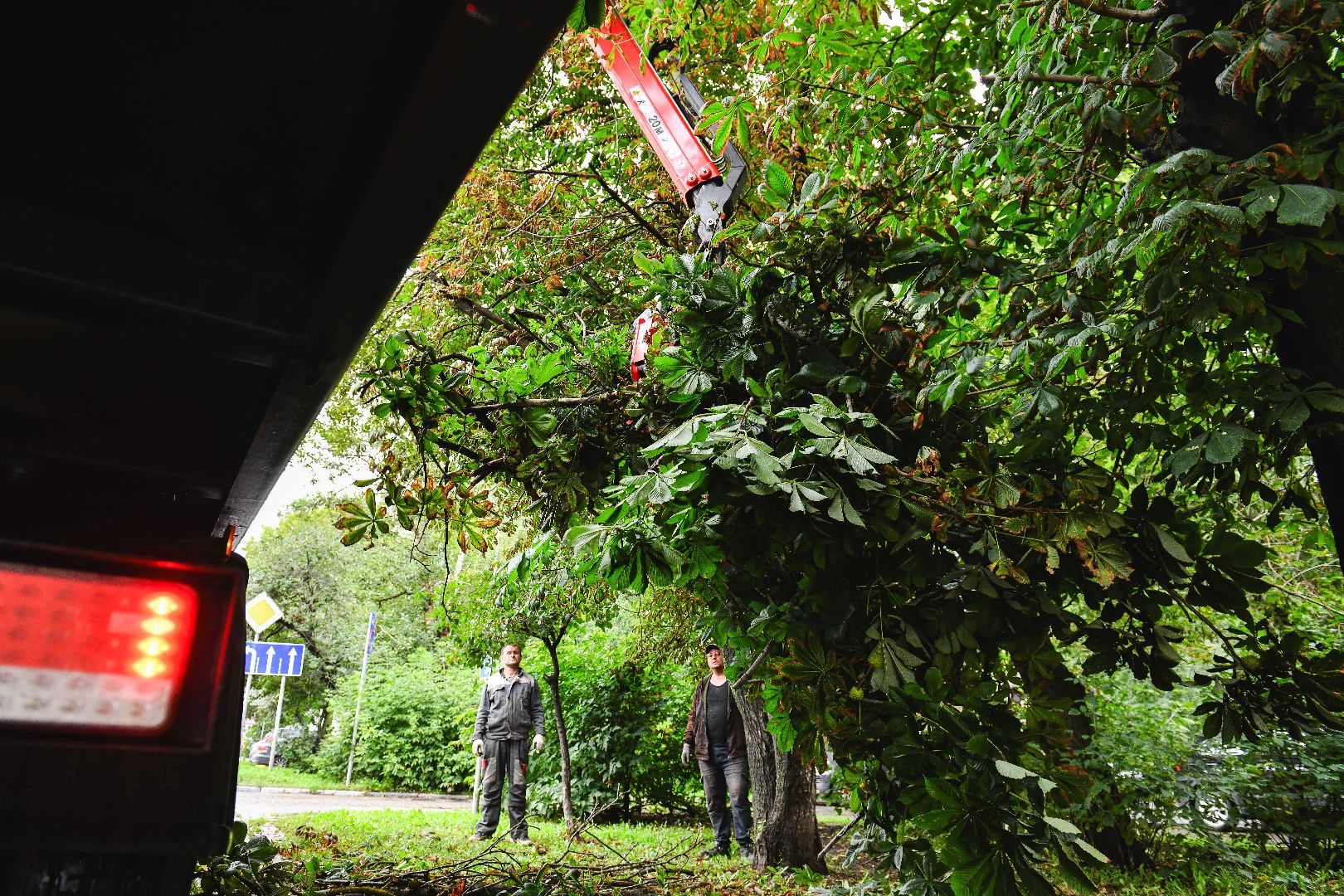 опиловка, деревья, кусты, безопасность,