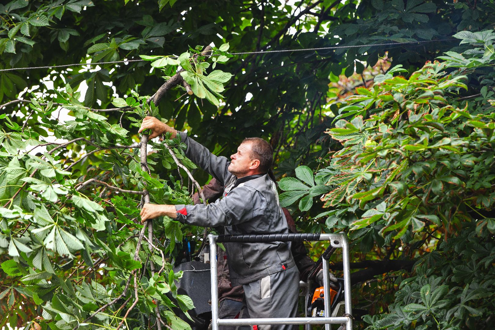 опиловка, деревья, кусты, безопасность,