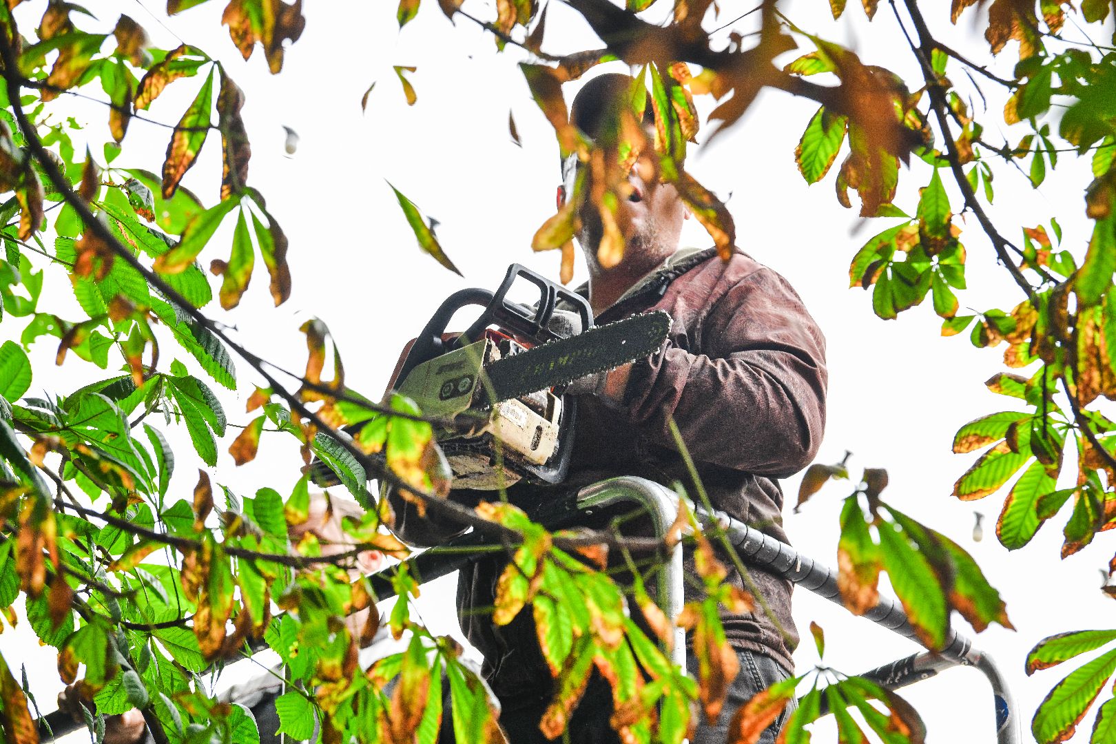 опиловка, деревья, кусты, безопасность,