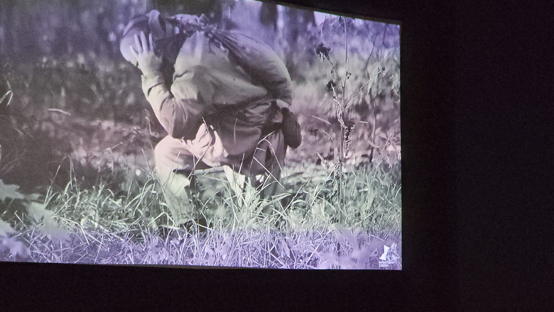 долгопрудный, x-легион, парк мысово, фронтовая собака, амфитеатр, кинопоказы под открытым небом, авторское кино,