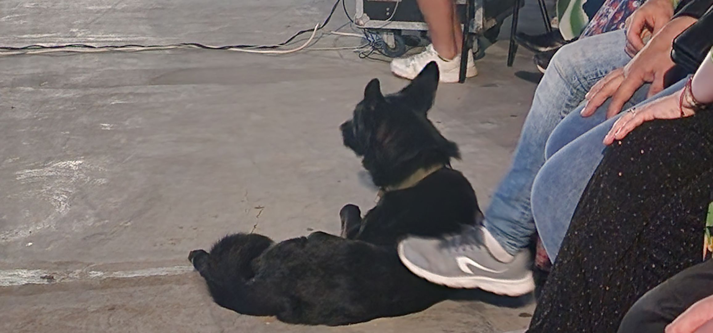 долгопрудный, x-легион, парк мысово, фронтовая собака, амфитеатр, кинопоказы под открытым небом, авторское кино,