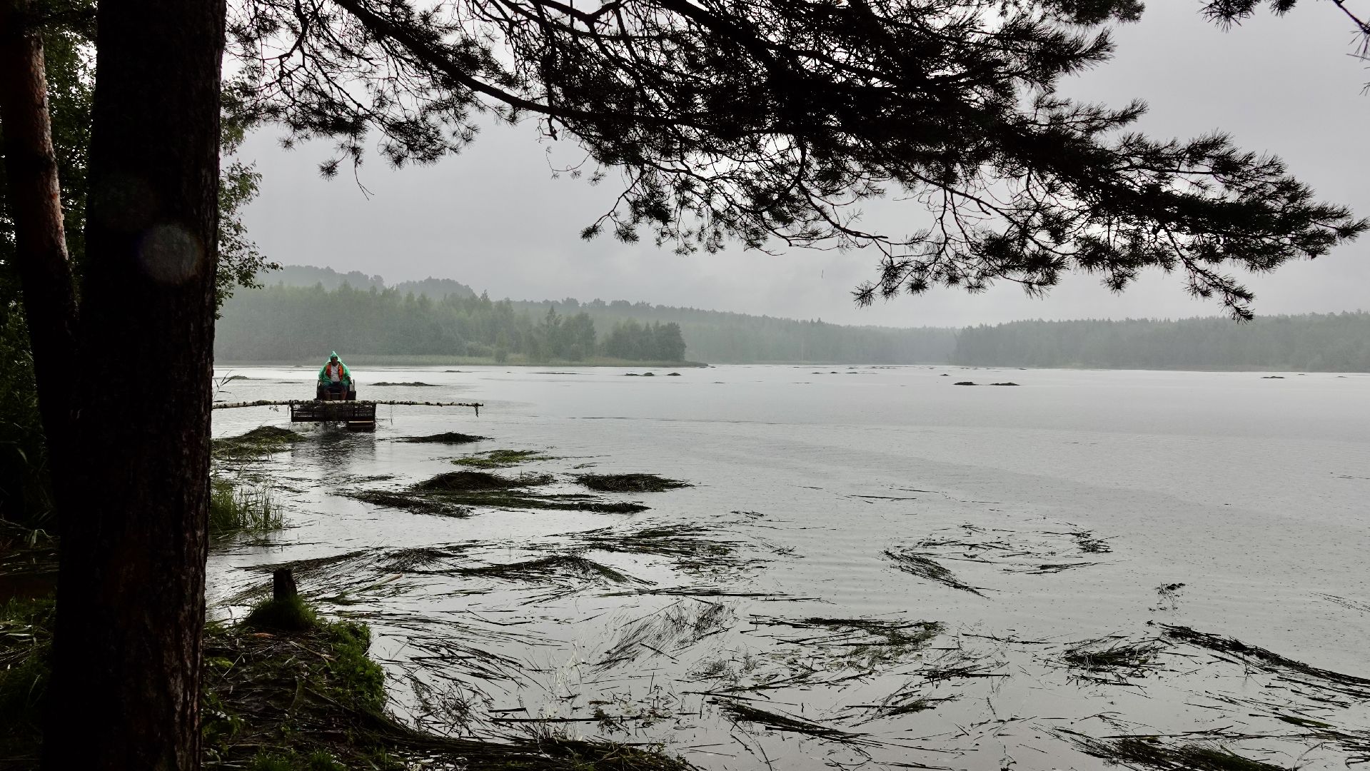 экология, водоемы, очистка прудов, сергиево-посадский городской округ,