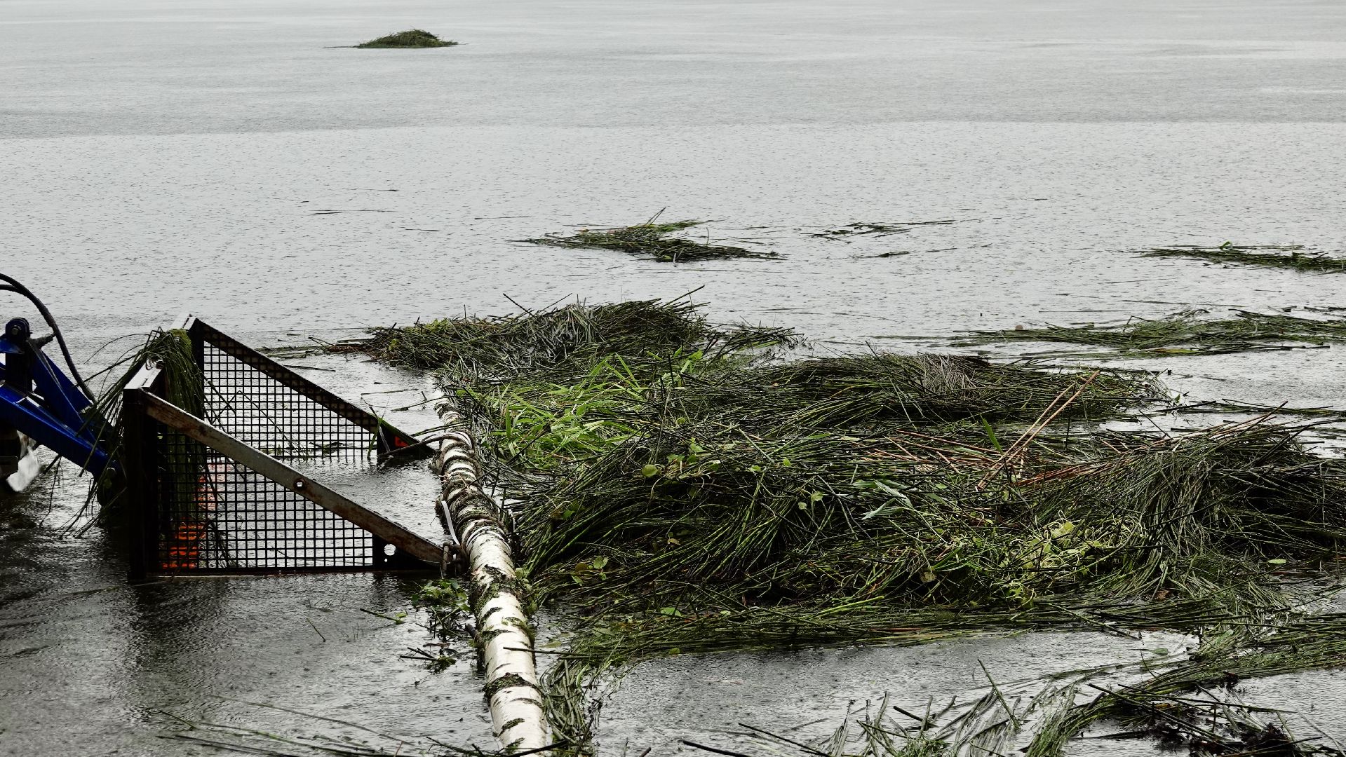 экология, водоемы, очистка прудов, сергиево-посадский городской округ,