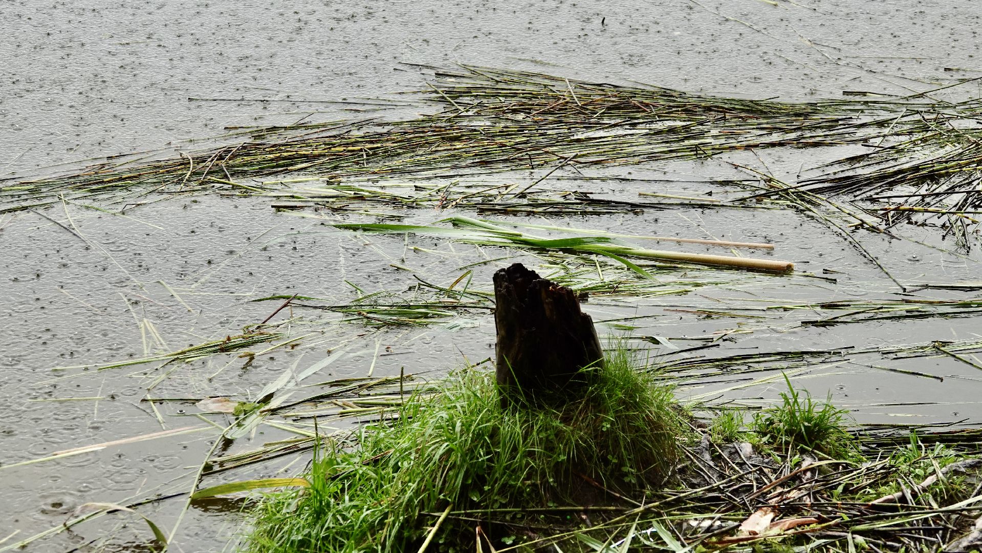 экология, водоемы, очистка прудов, сергиево-посадский городской округ,
