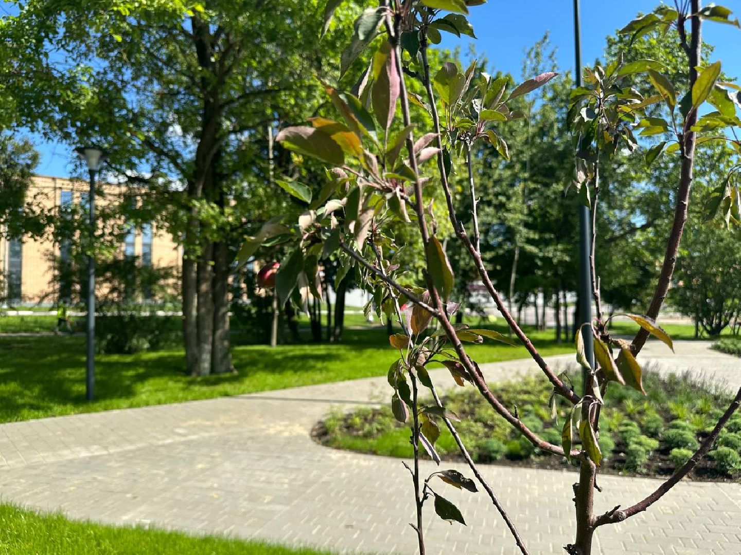 сквер, колледж, домодедово,