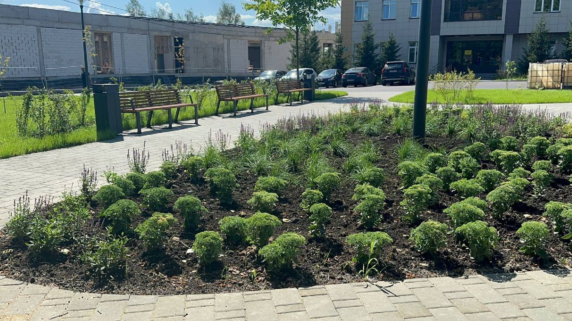 сквер, колледж, домодедово,