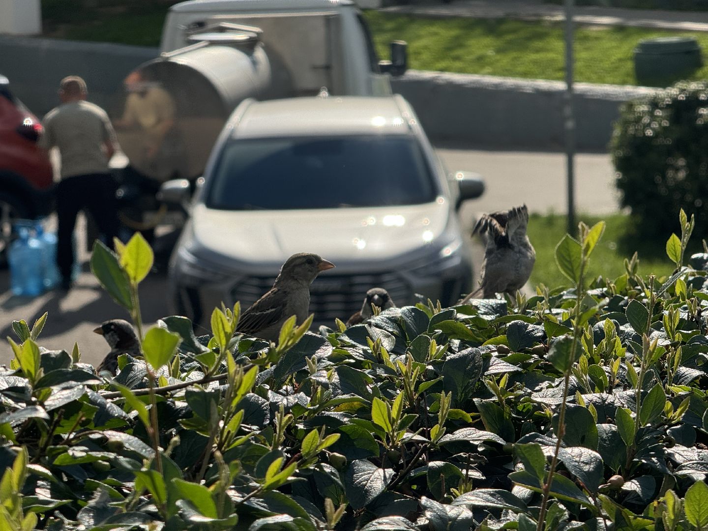 перепись воробьев, ленинский городской округ, воробей,