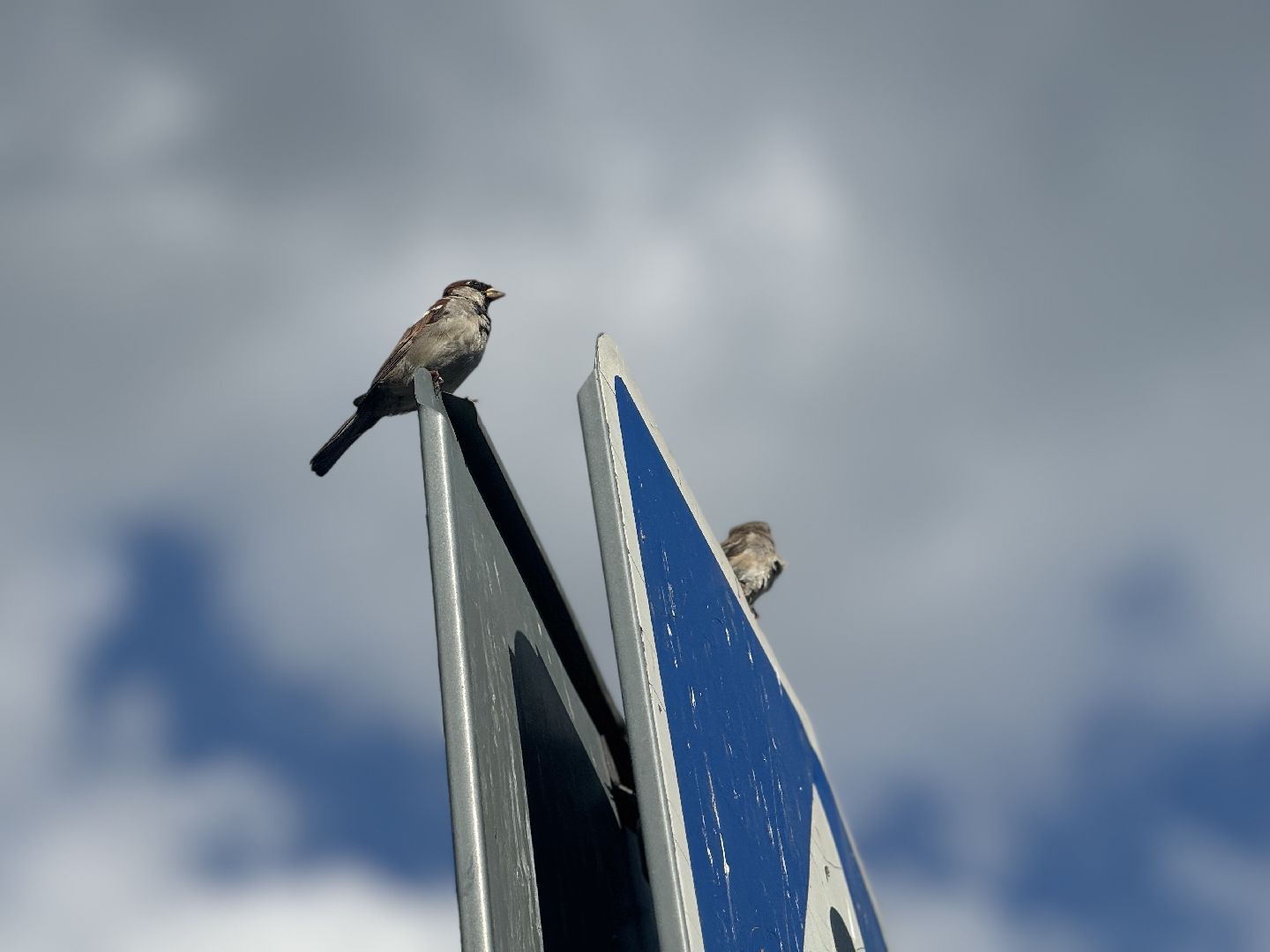 перепись воробьев, ленинский городской округ, воробей,