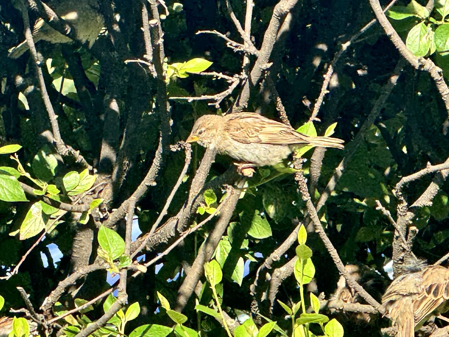 перепись воробьев, ленинский городской округ, воробей,
