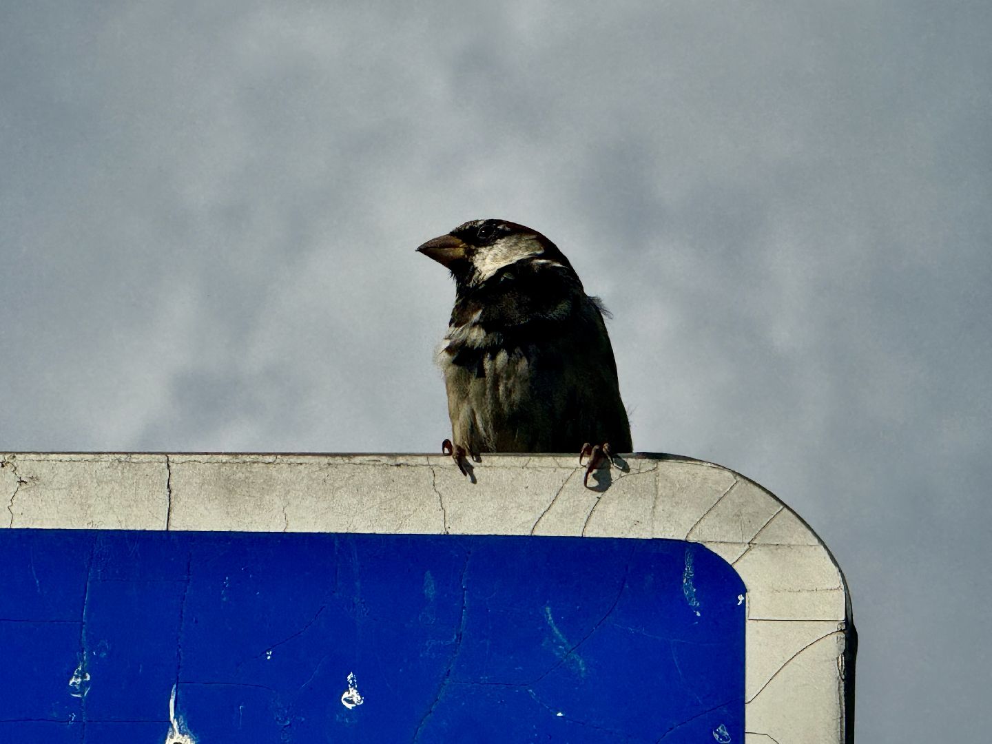 перепись воробьев, ленинский городской округ, воробей,