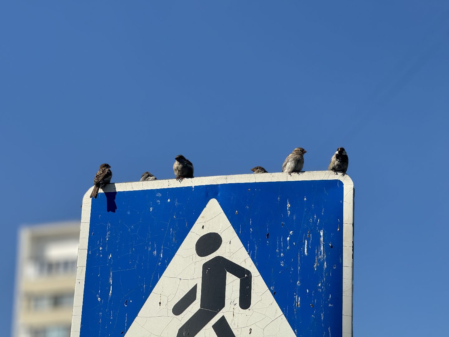 перепись воробьев, ленинский городской округ, воробей,