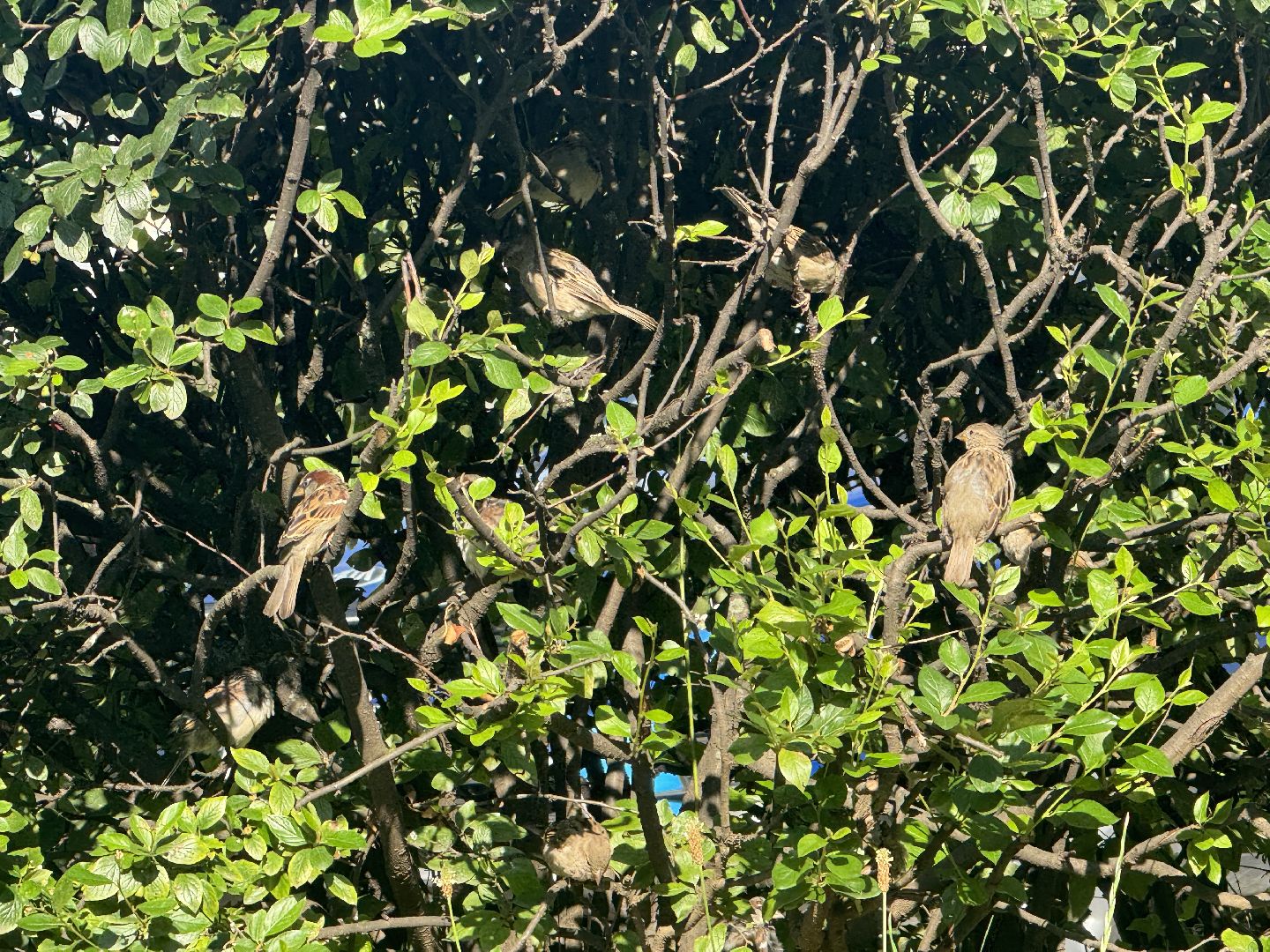 перепись воробьев, ленинский городской округ, воробей,