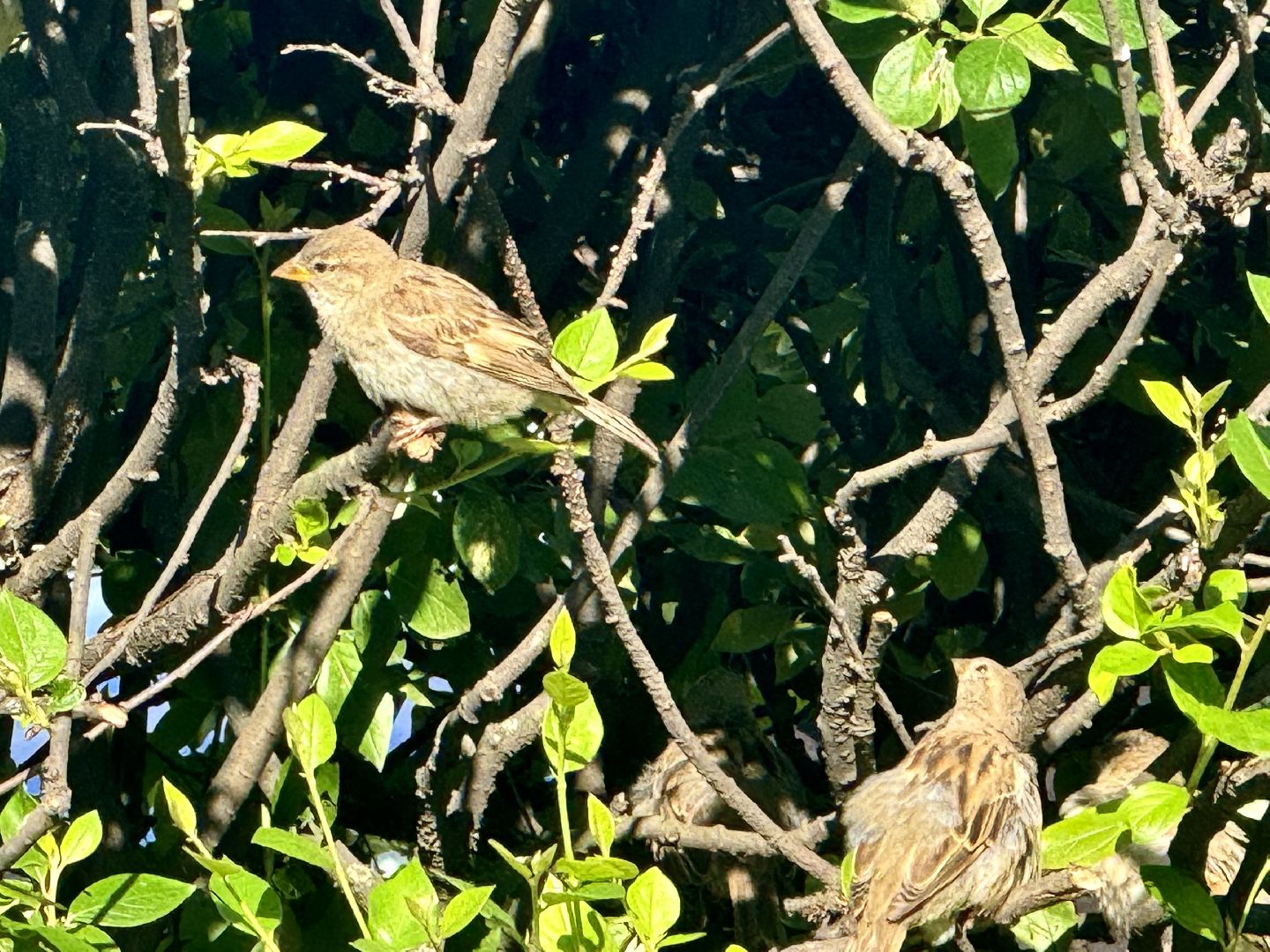 перепись воробьев, ленинский городской округ, воробей,