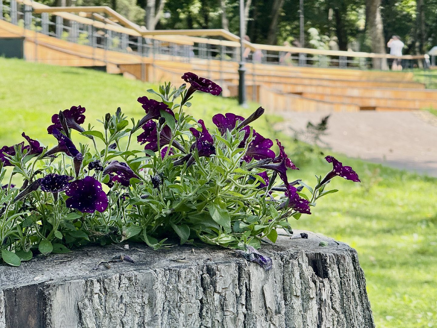 раменское, раменский парк, граффити, уличное искусство,