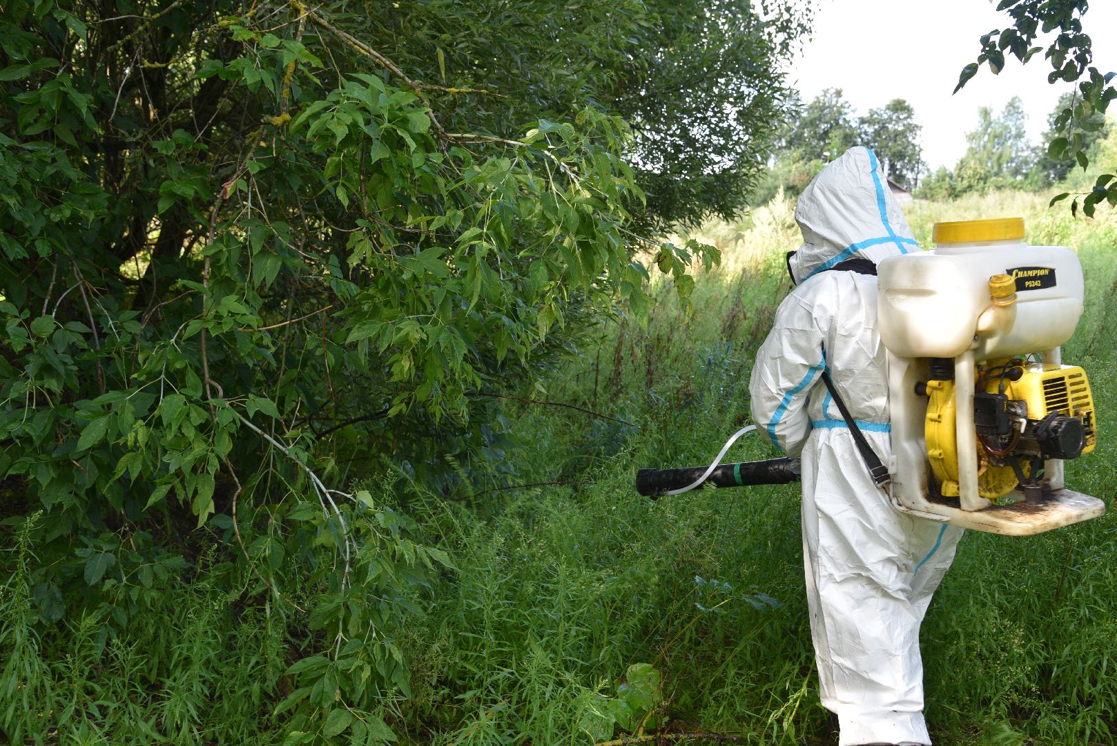 лотошино, сельское хозяйство, борщевик сосновского, экология,