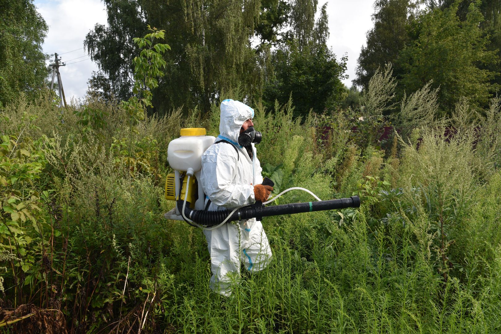 лотошино, сельское хозяйство, борщевик сосновского, экология,