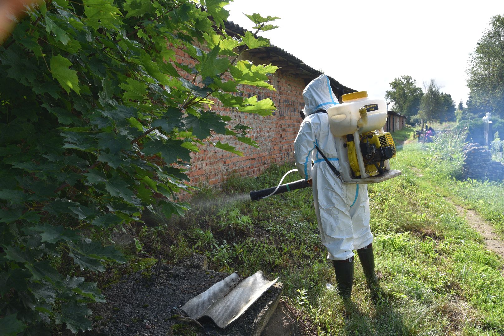 лотошино, сельское хозяйство, борщевик сосновского, экология,