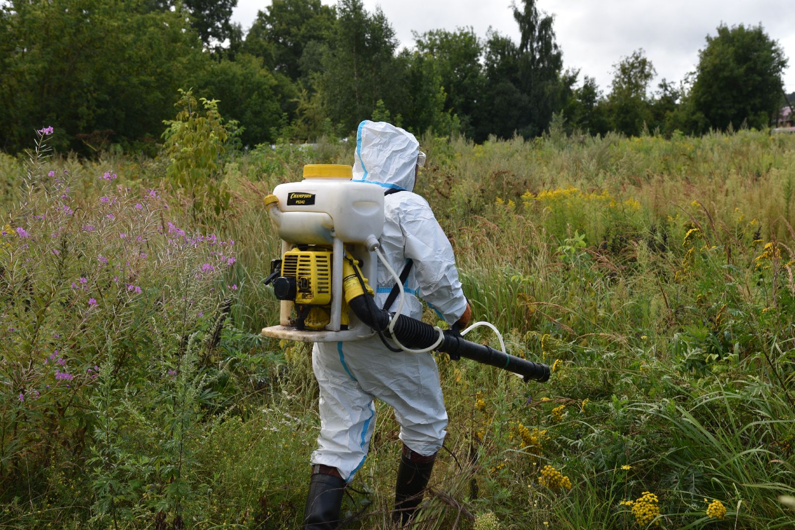 лотошино, сельское хозяйство, борщевик сосновского, экология,