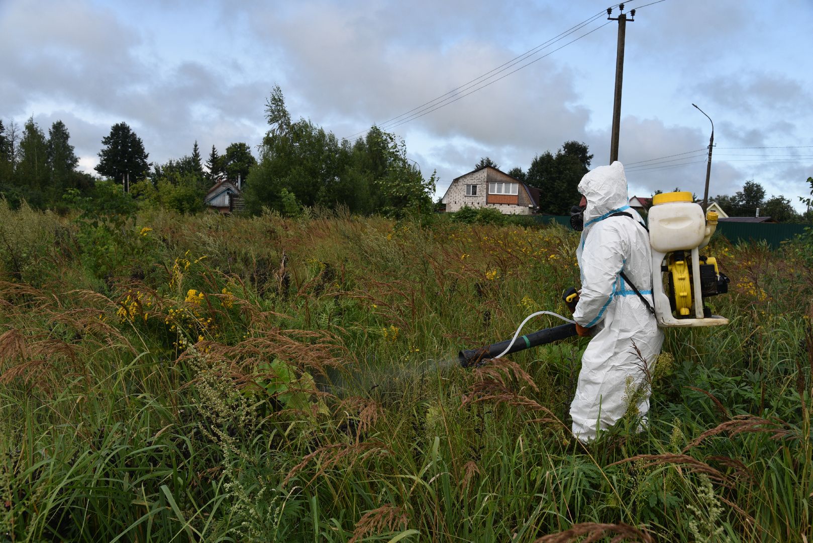 лотошино, сельское хозяйство, борщевик сосновского, экология,