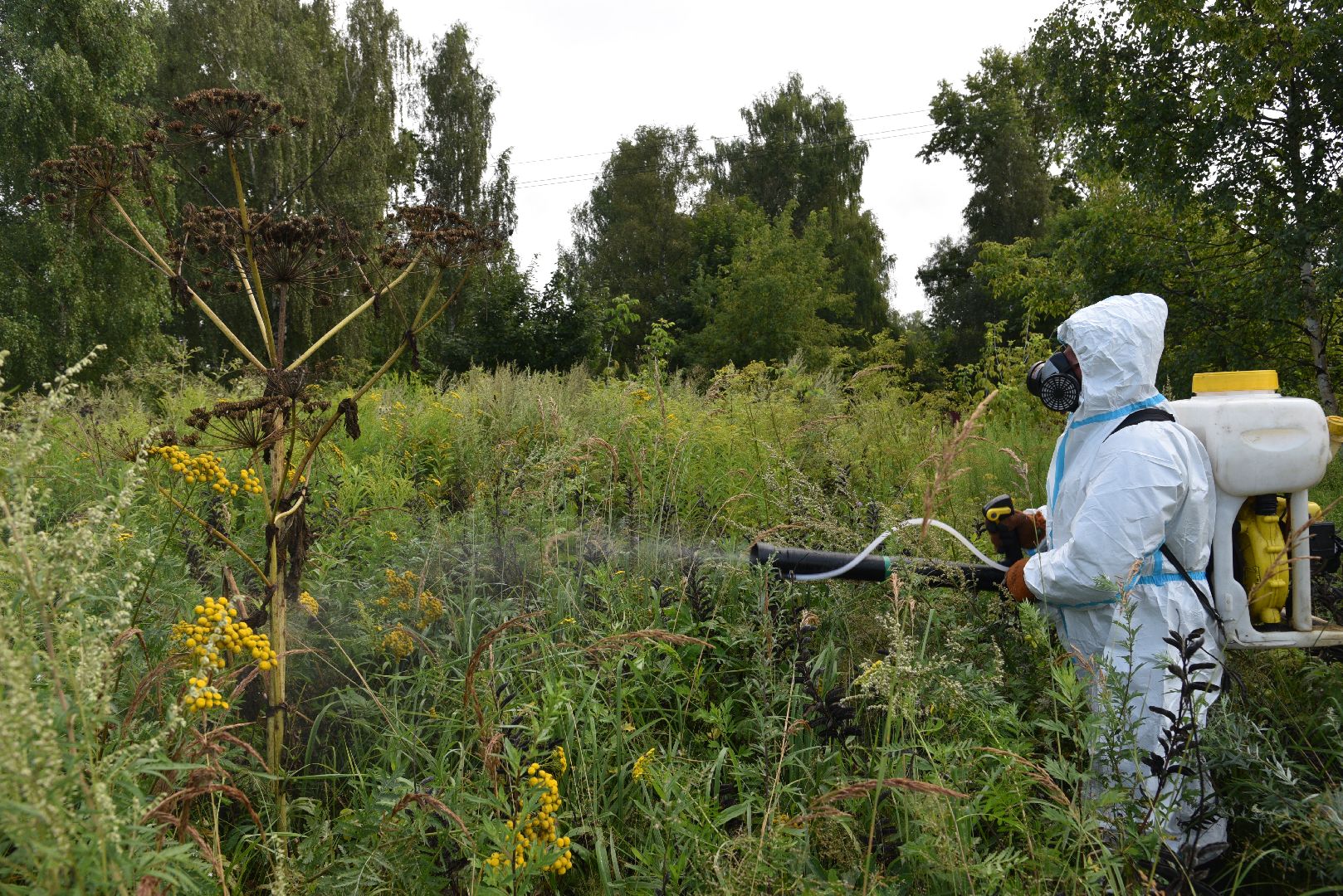 лотошино, сельское хозяйство, борщевик сосновского, экология,