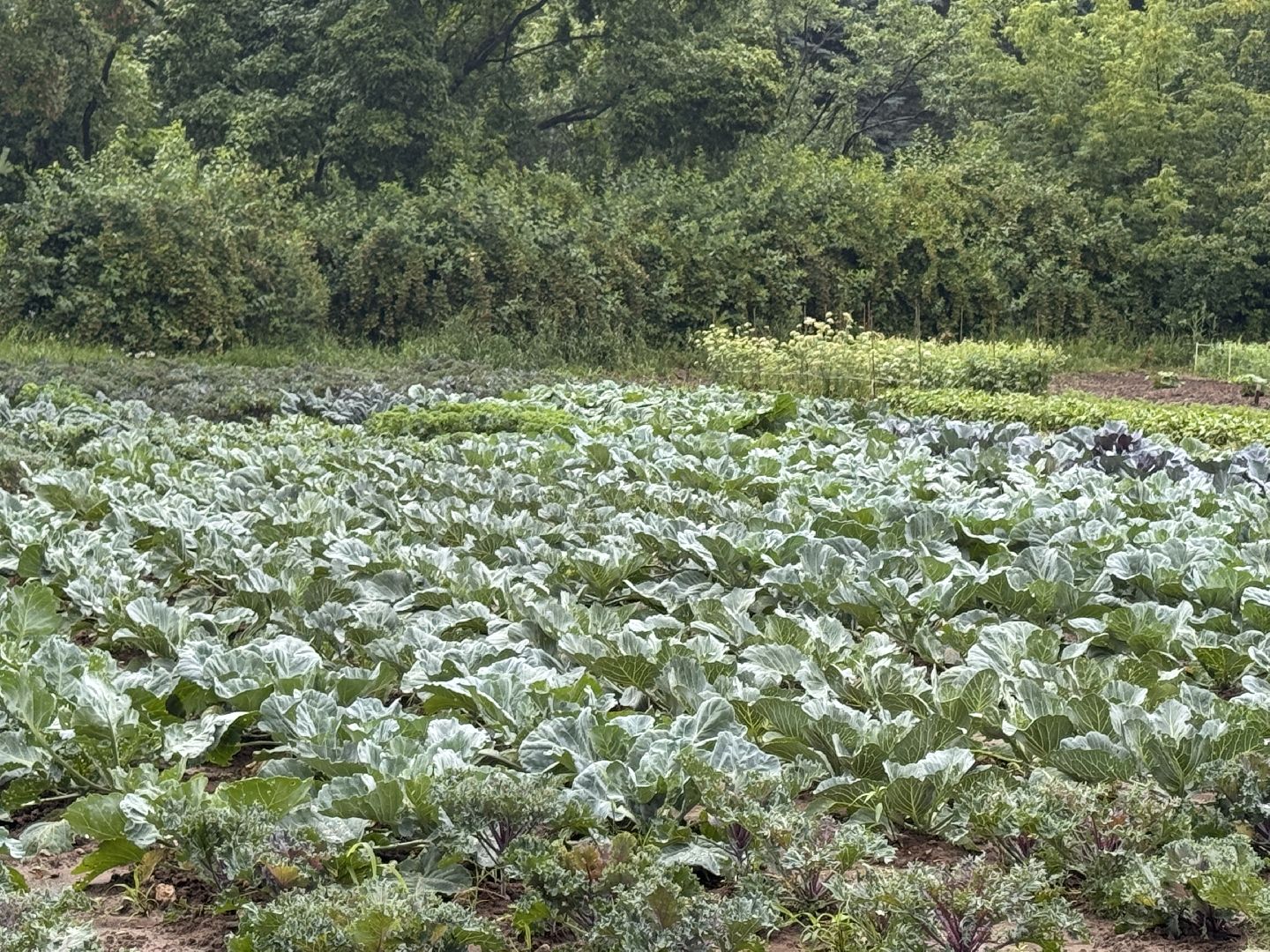Федеральный научный центр овощеводства, Новые сорта и гибриды, декоративная капуста, Одинцово,
