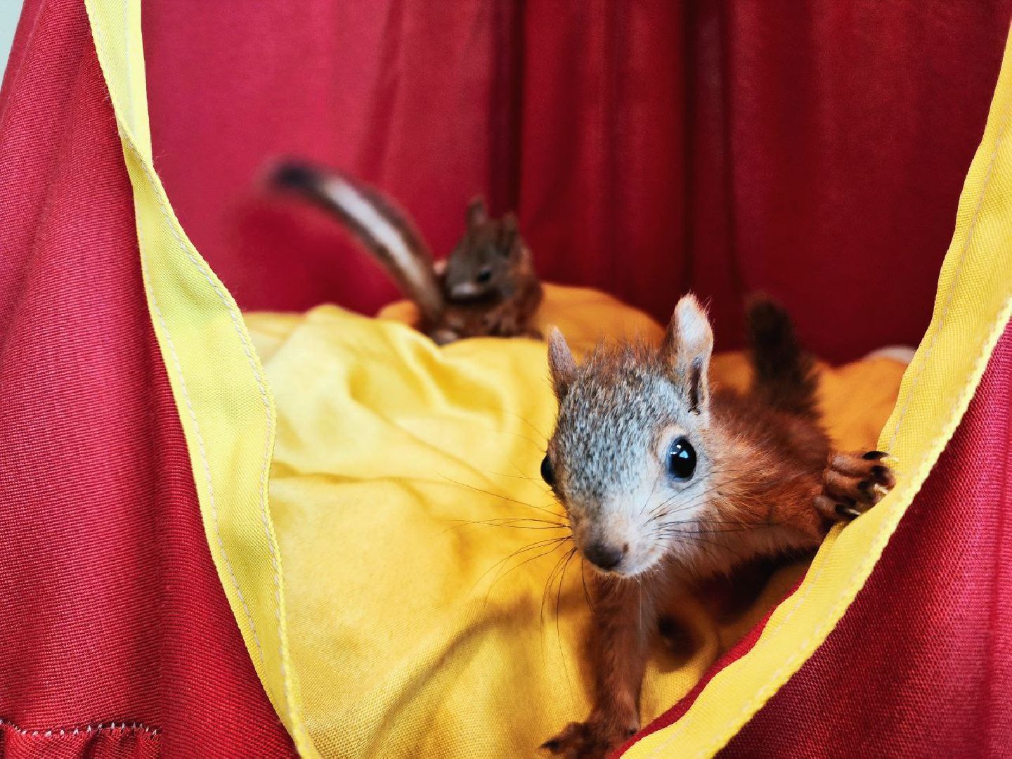 Пущино , серпухов, белки, люди,