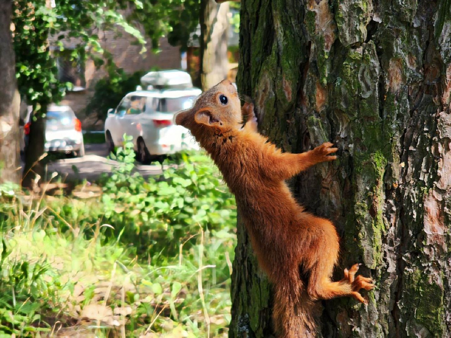 Пущино , серпухов, белки, люди,