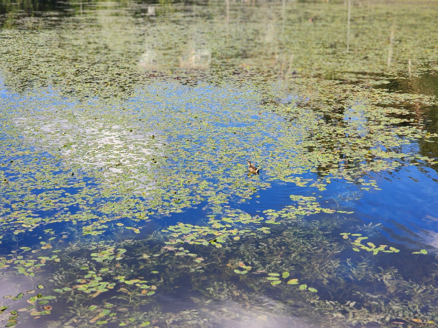 королёв, микрорайон юбилейный, сквер героев курсантов, городской пруд, утки-нырки,