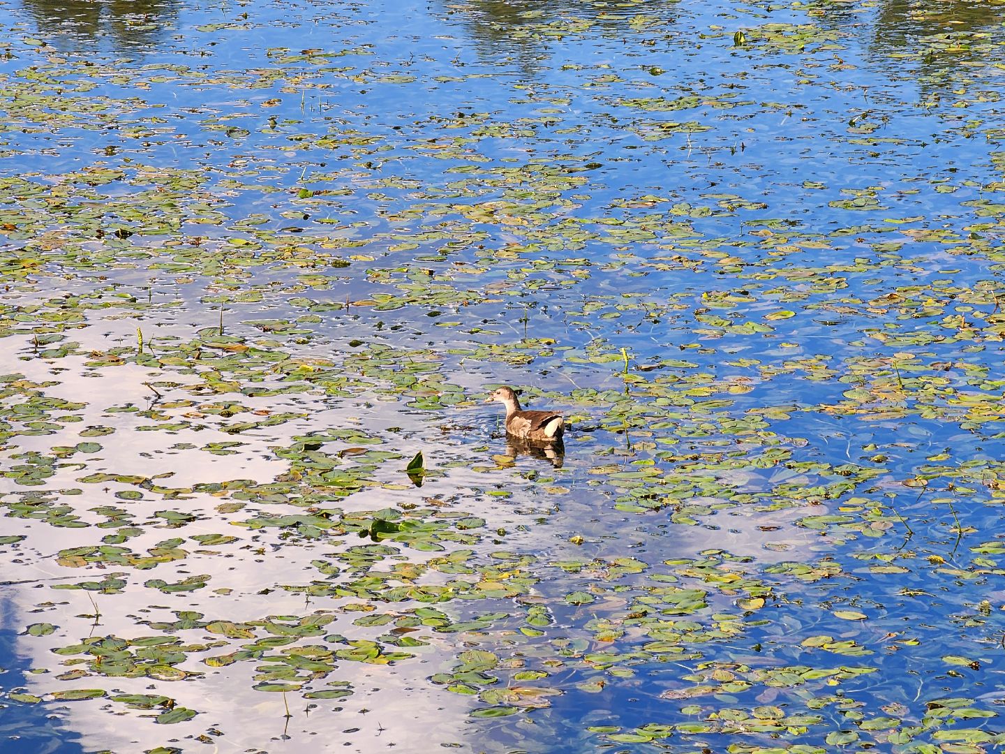 королёв, микрорайон юбилейный, сквер героев курсантов, городской пруд, утки-нырки,
