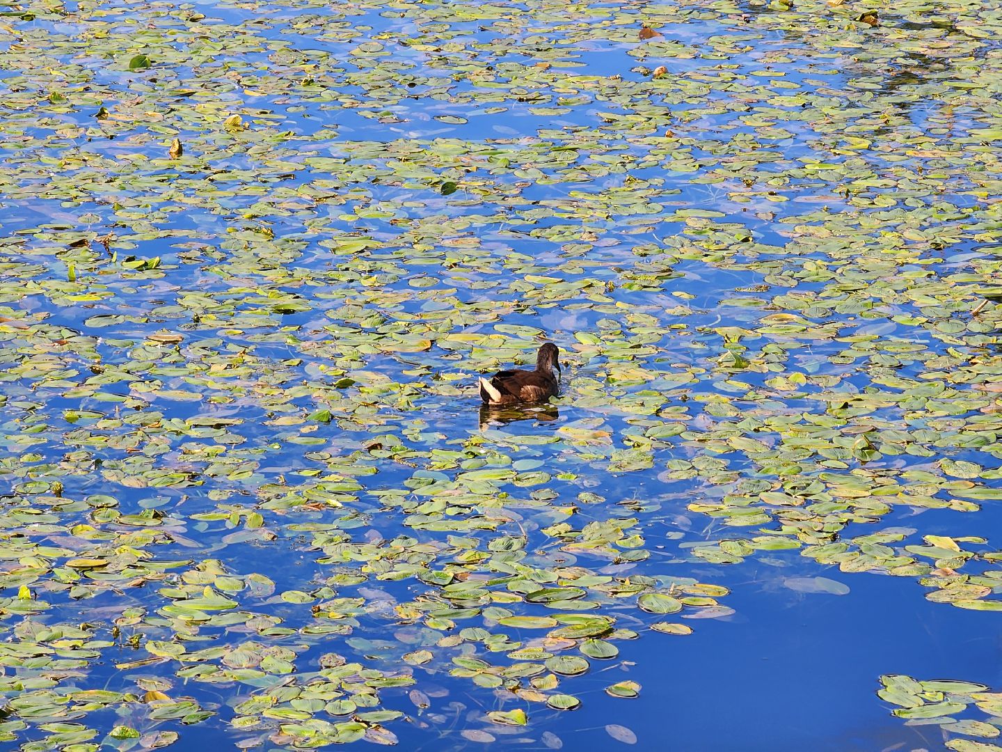 королёв, микрорайон юбилейный, сквер героев курсантов, городской пруд, утки-нырки,
